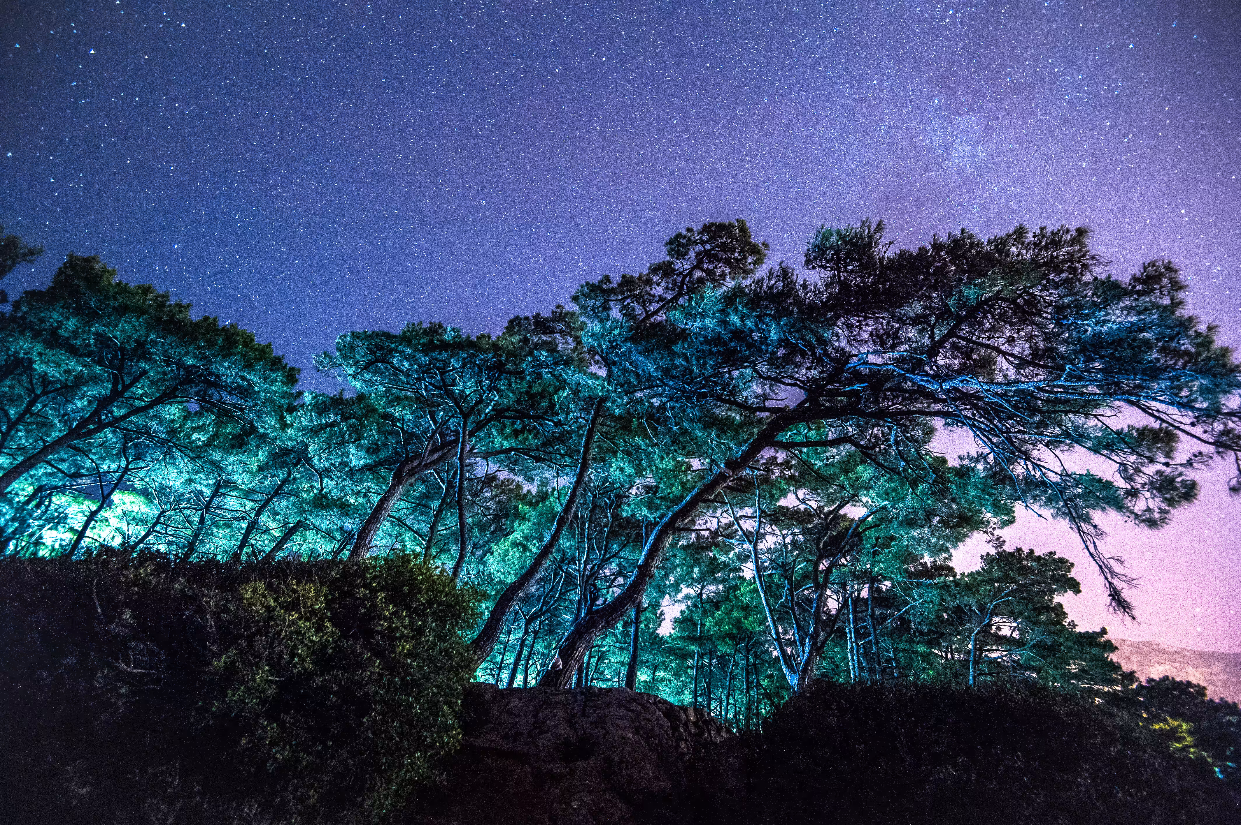 Stars and Trees