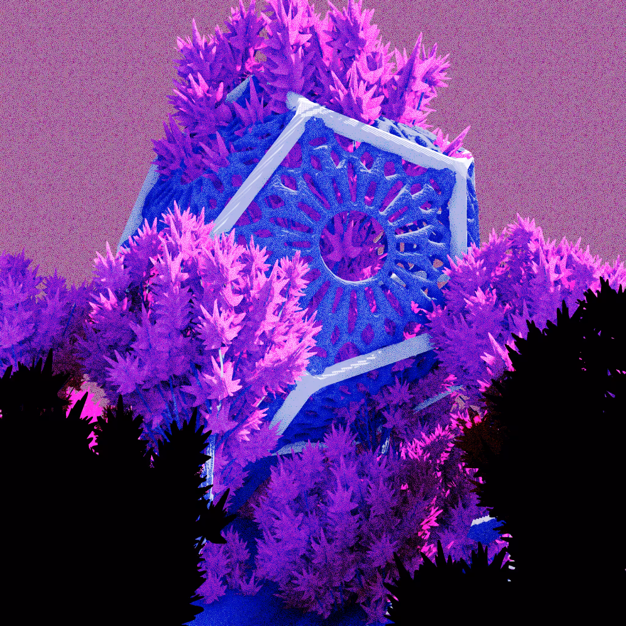 Urban Flora #443