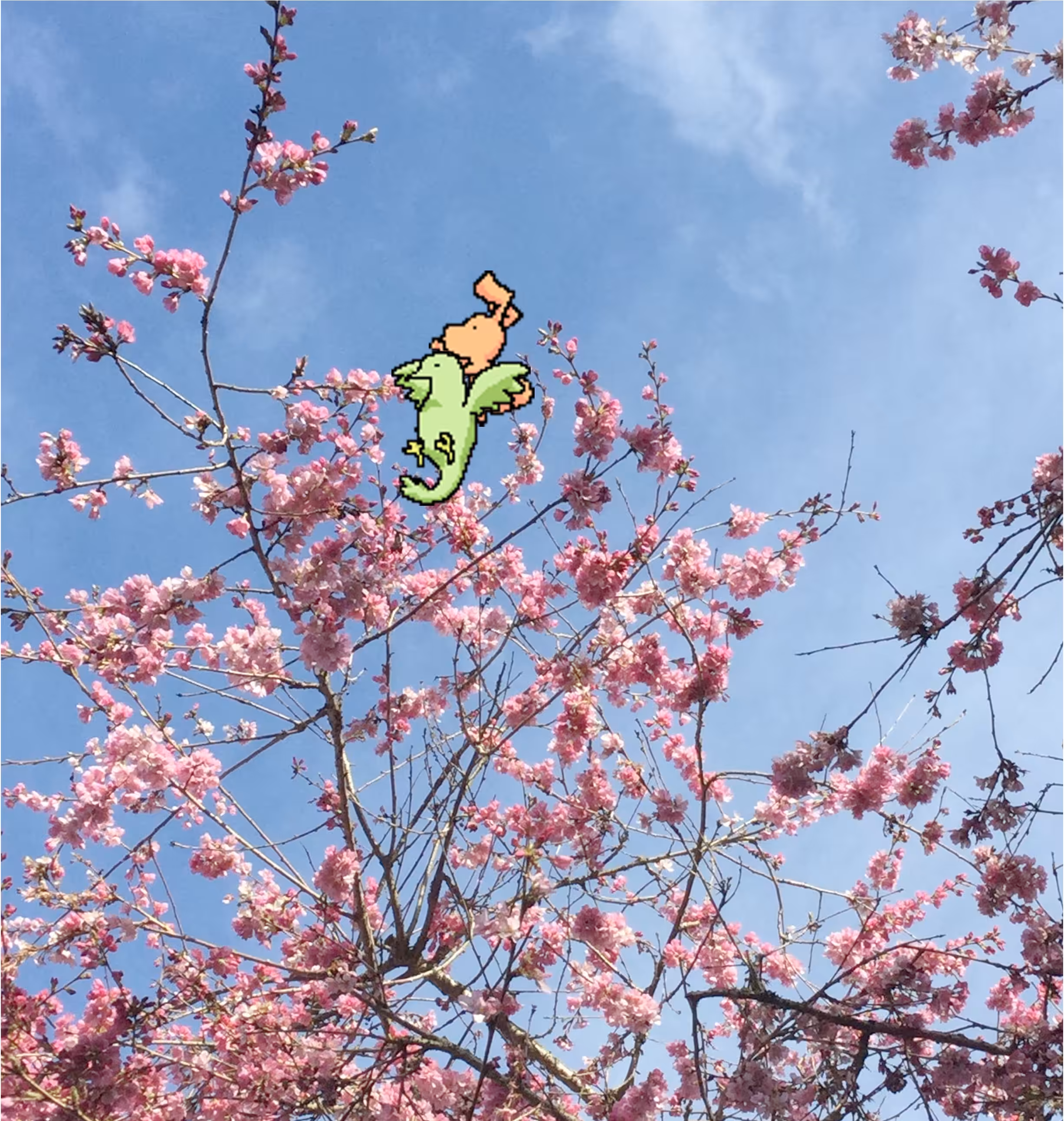 Cherry blossom with bird