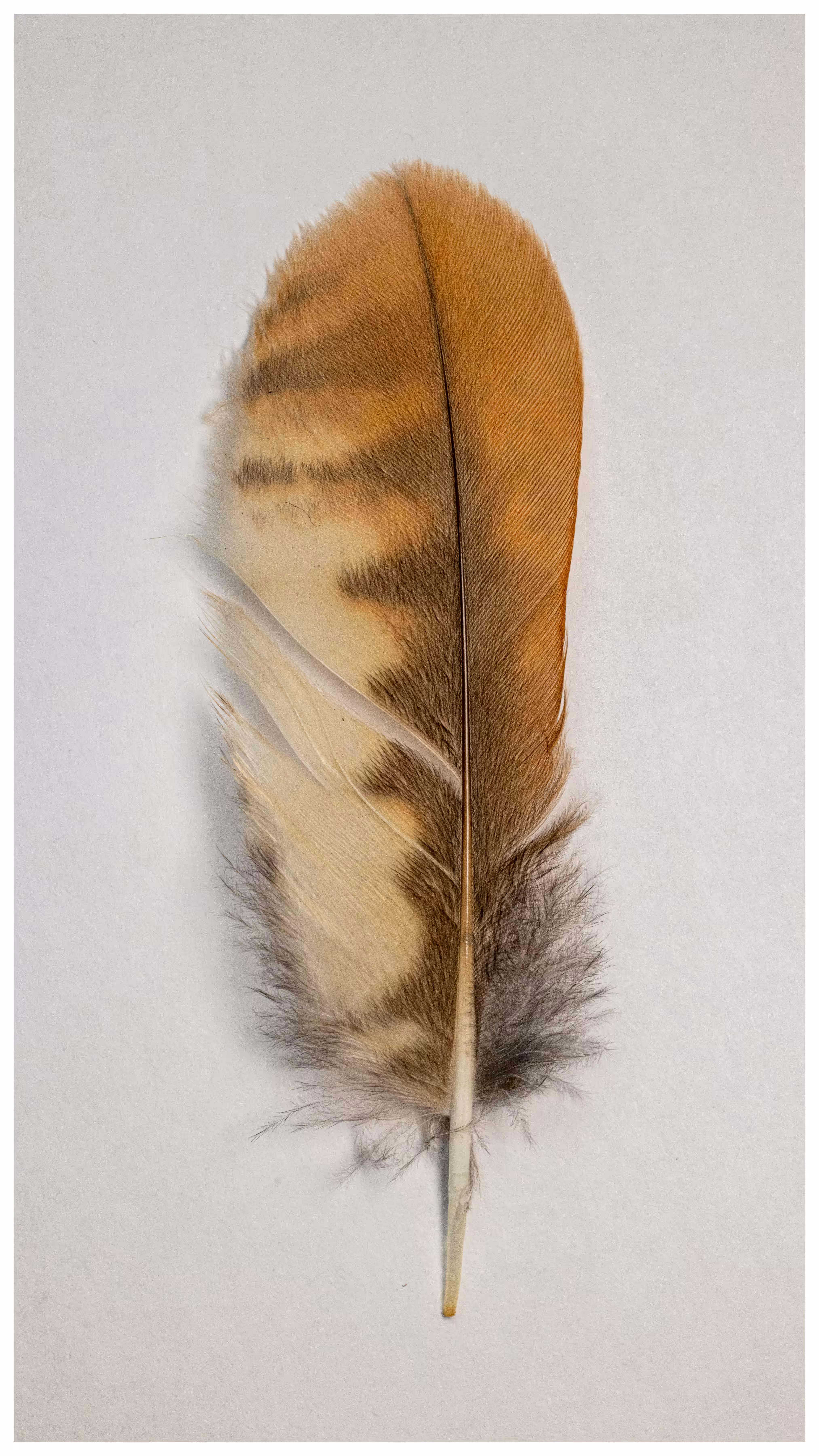 Owl Feather