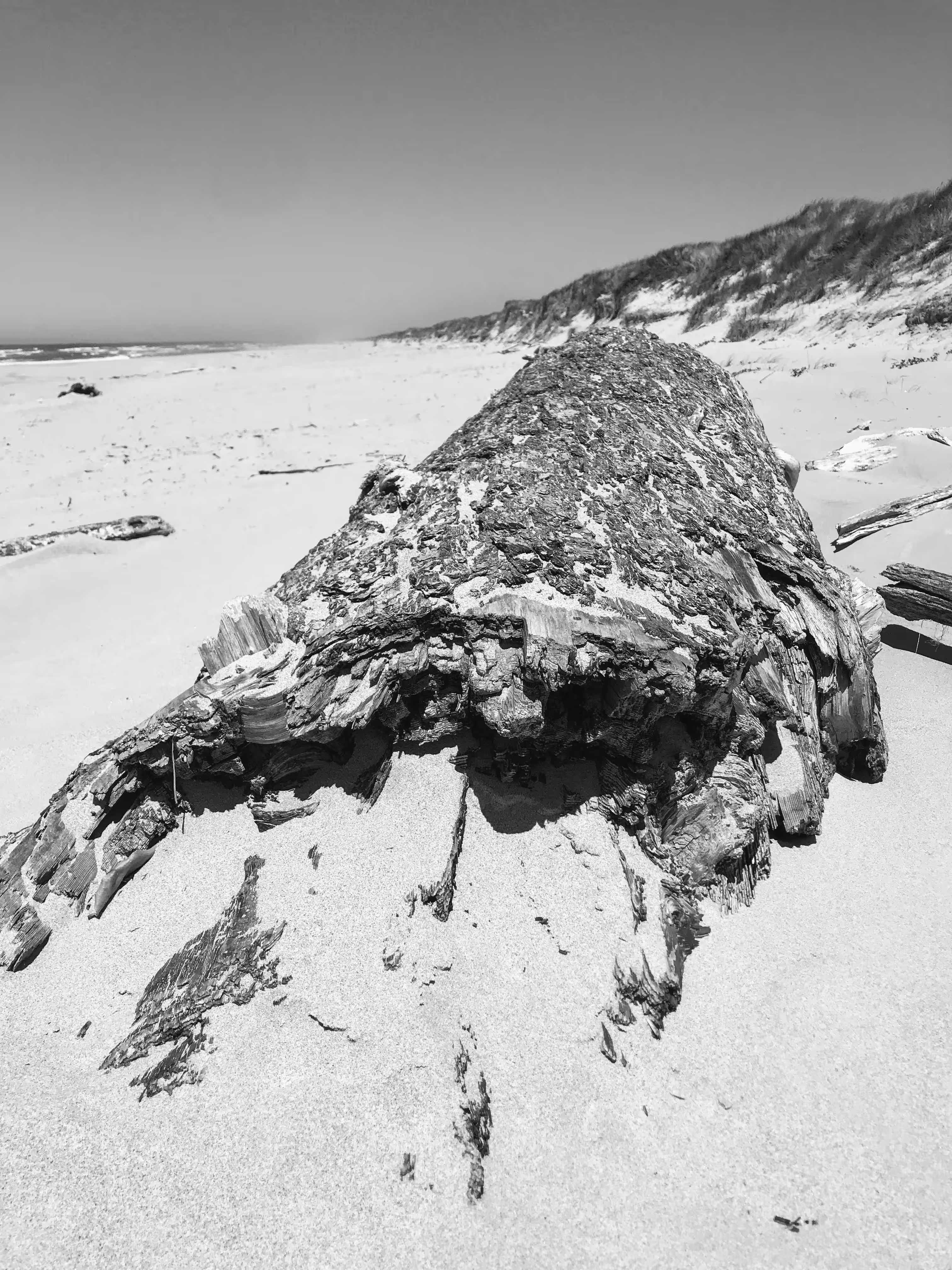 frittering: Driftwood, Oregon coast