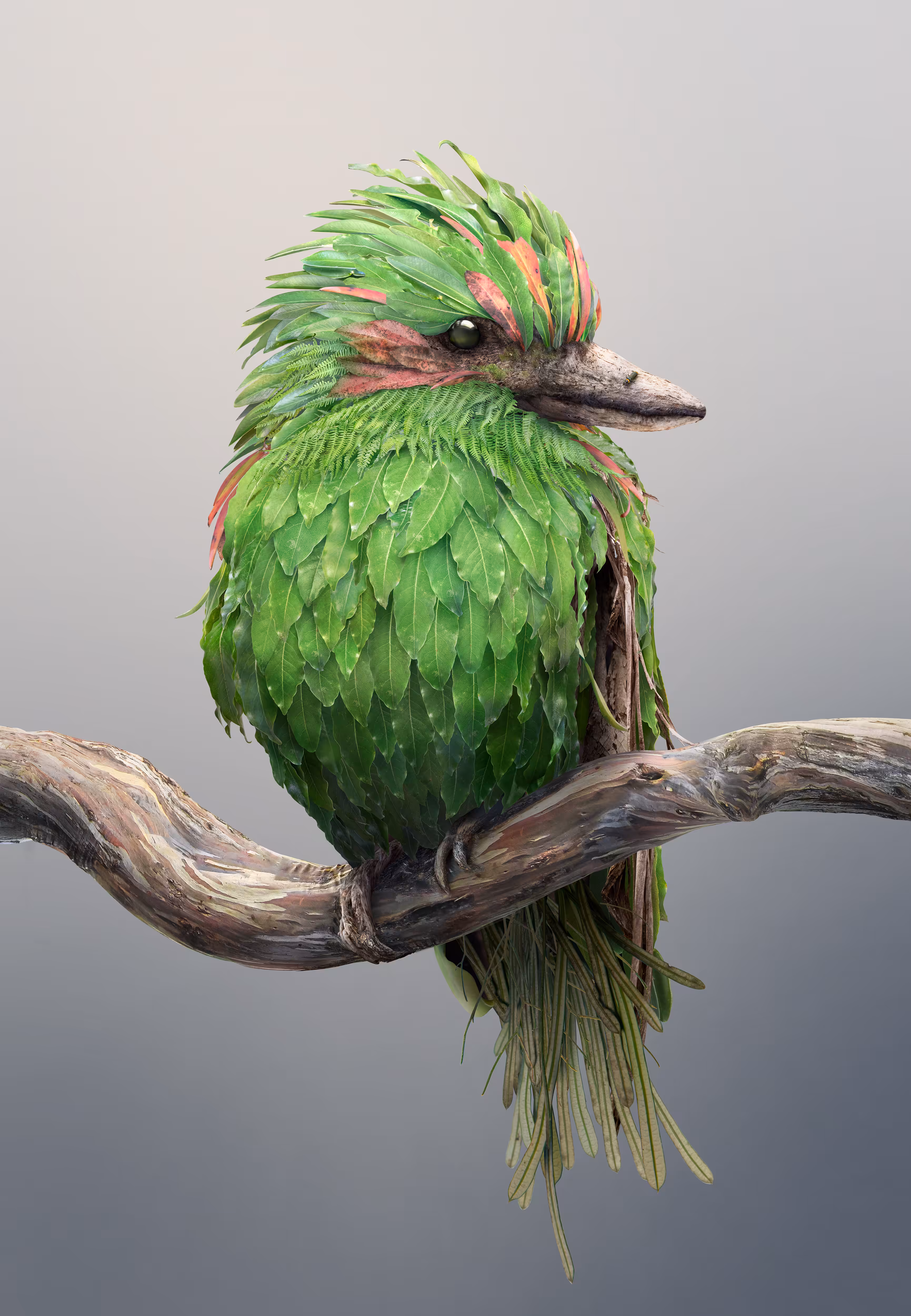 Kooka