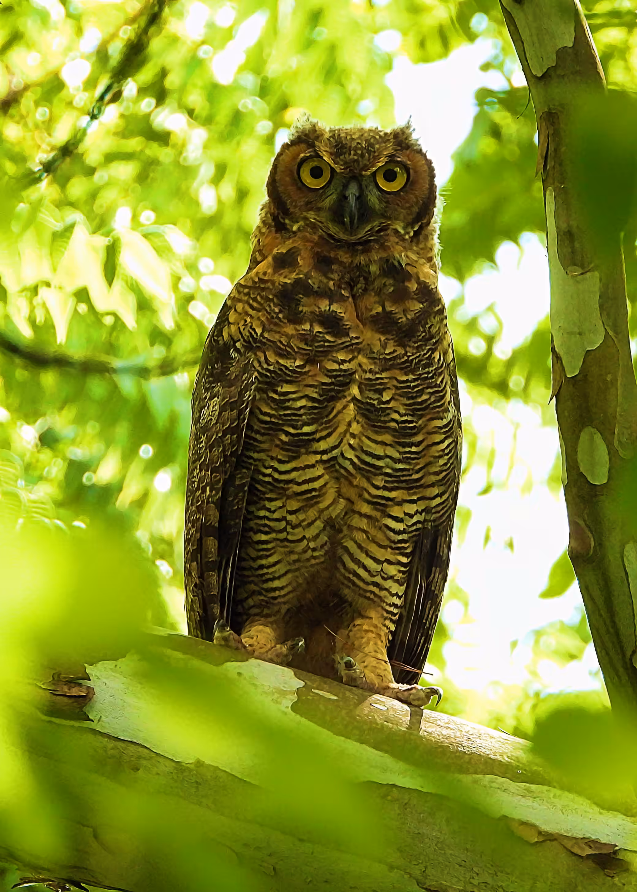 Flocksourced #004 - Great Horned Owl