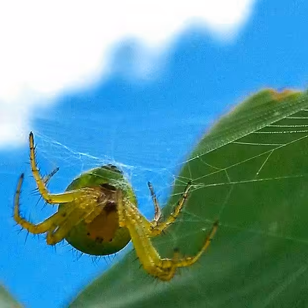 INSECT HUNTING: HUNT #003
