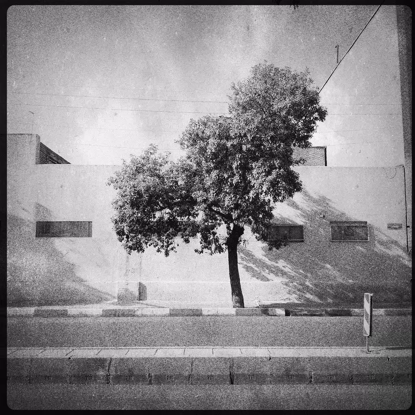 "Alone, as a Tree" 