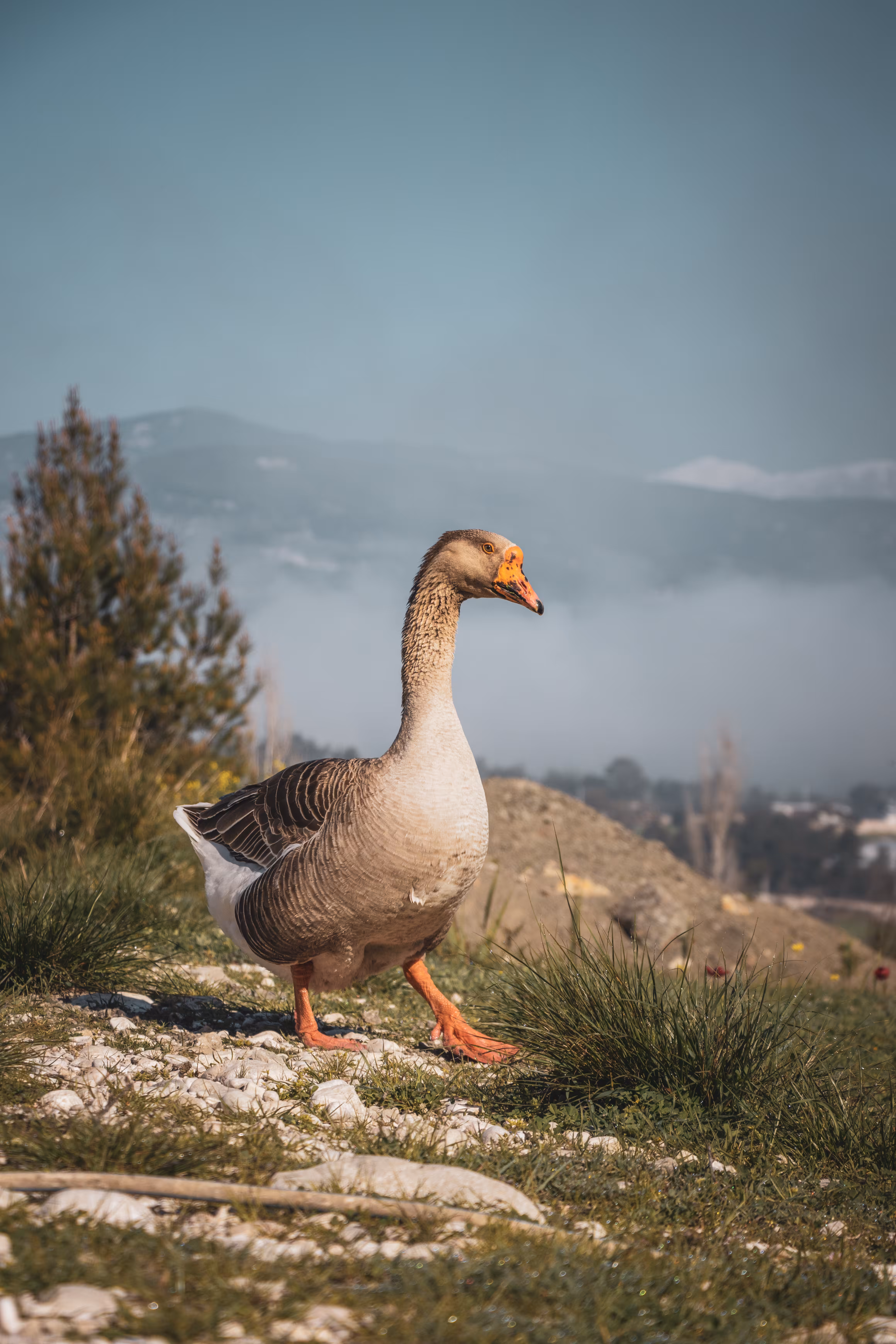 Goose-P