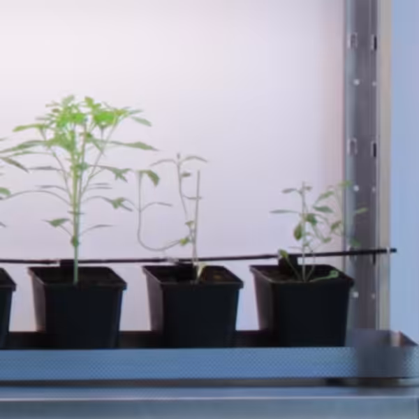 Flower 79