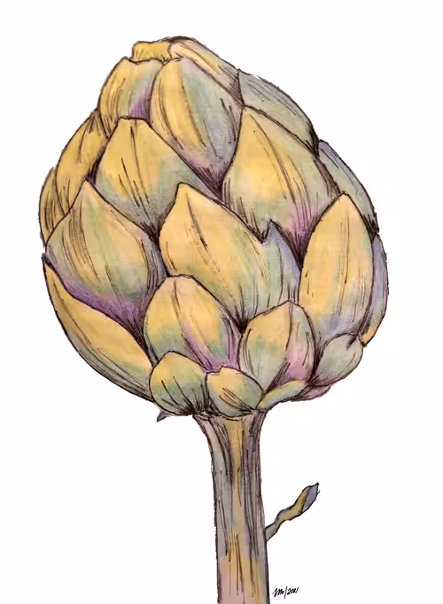 A lovable Artichoke