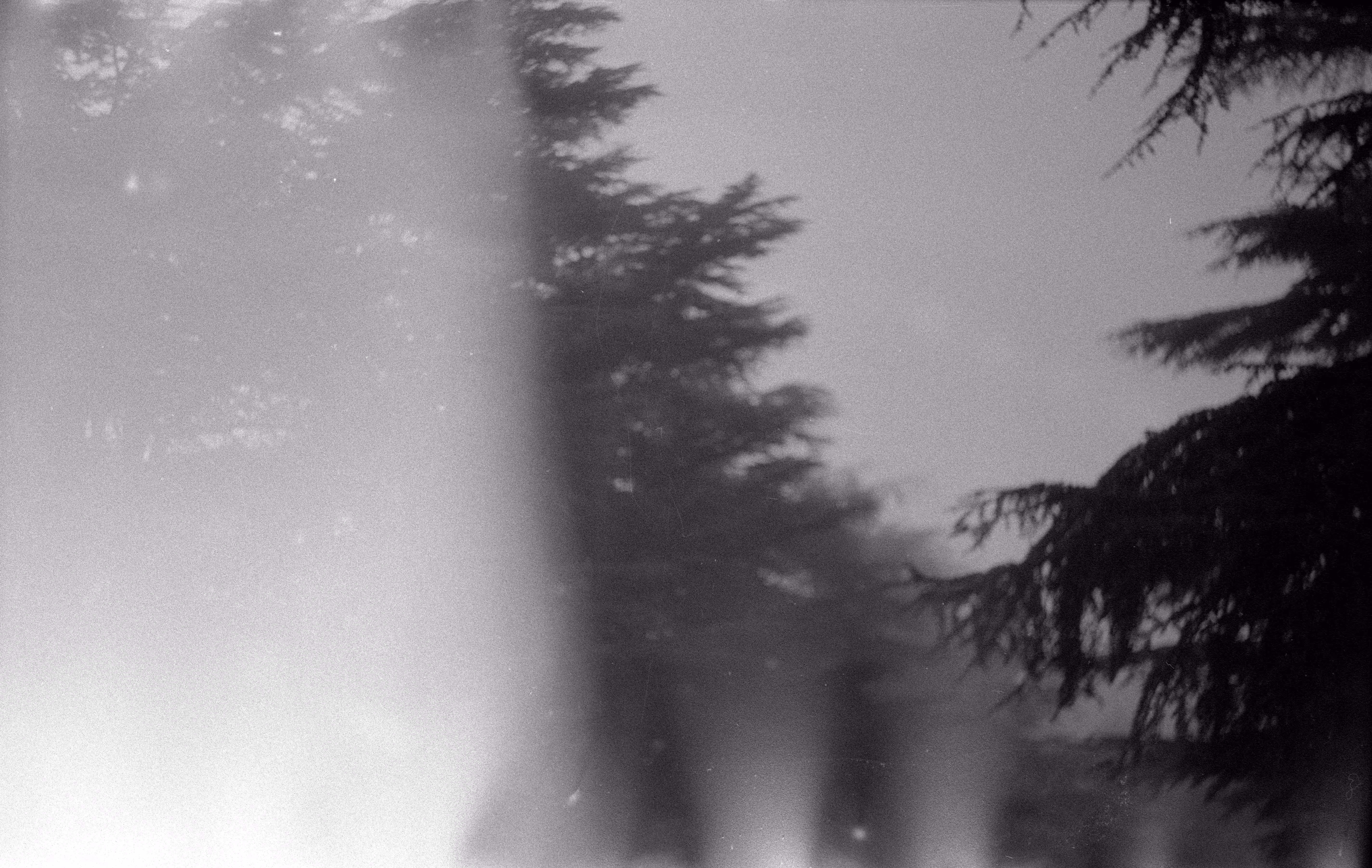 Dark forest