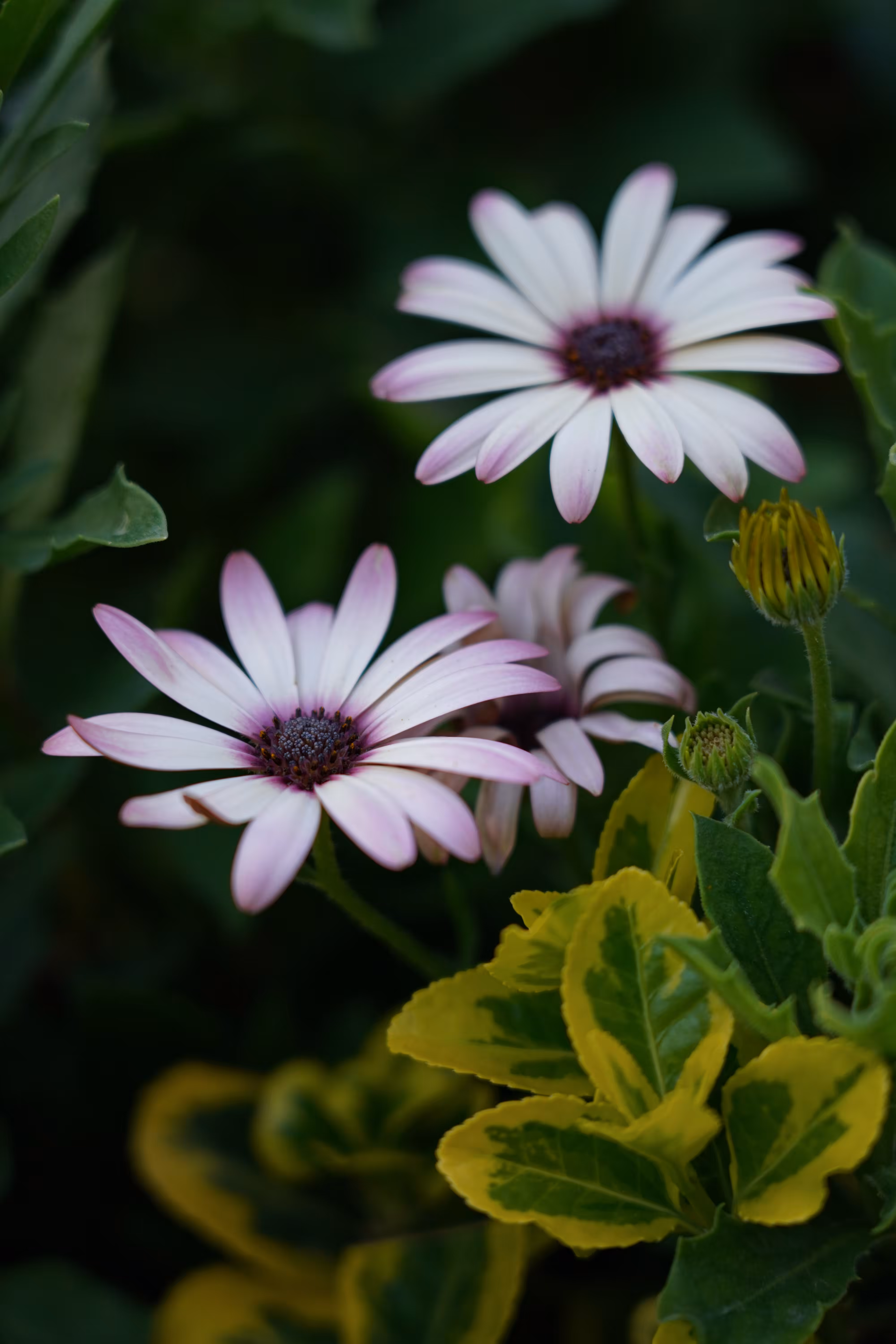 flowers: Same_breath in calm whiteness