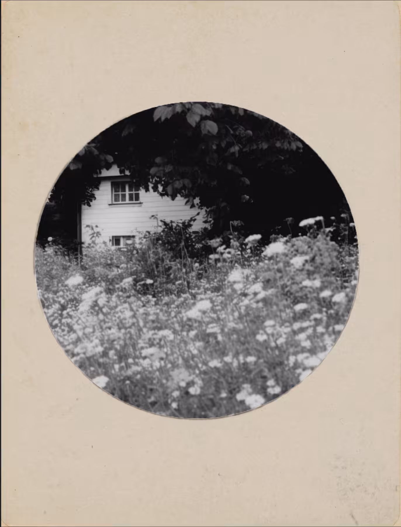 Dandelion, Kodak No. 1, 1890