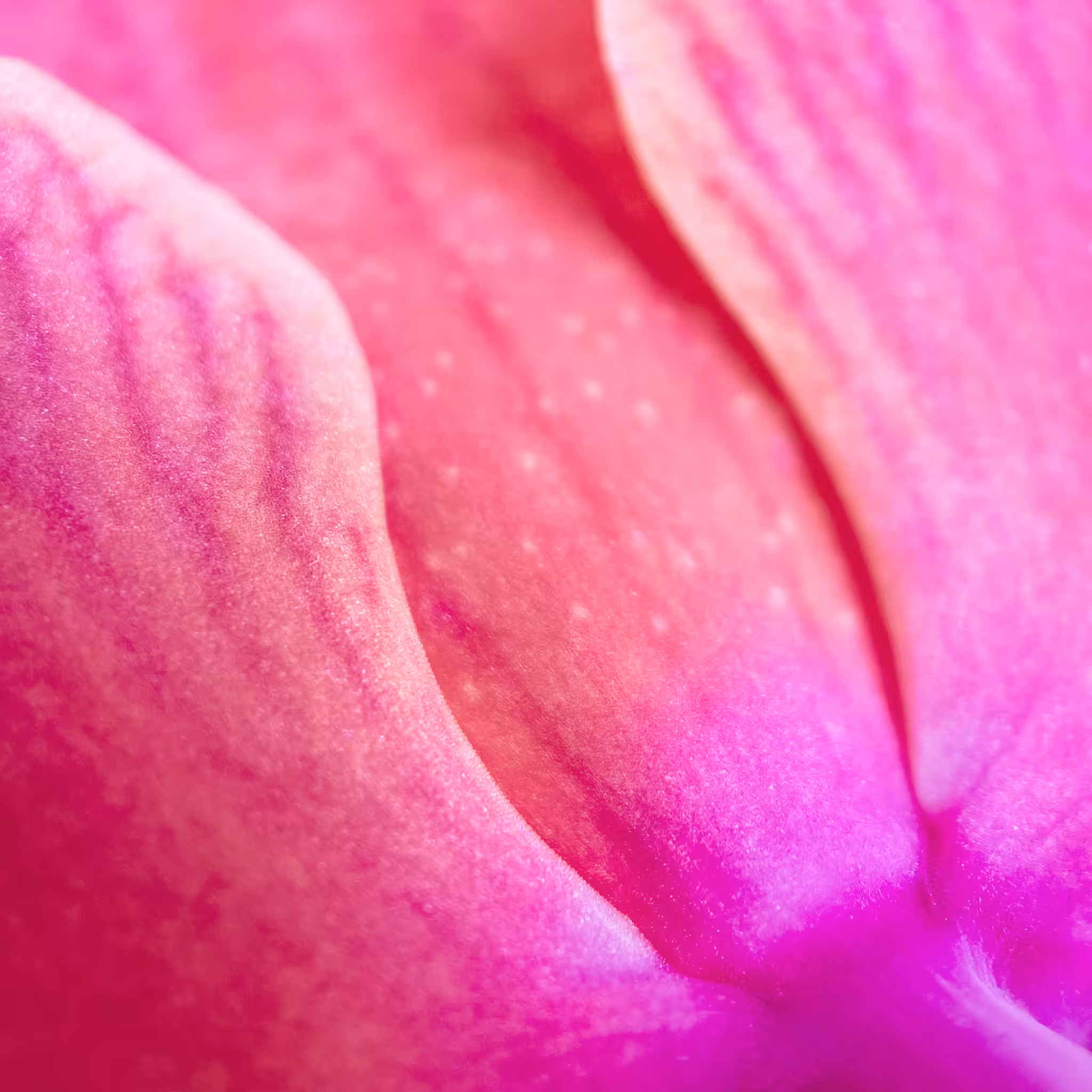 Phalaenopsis Synchronicity