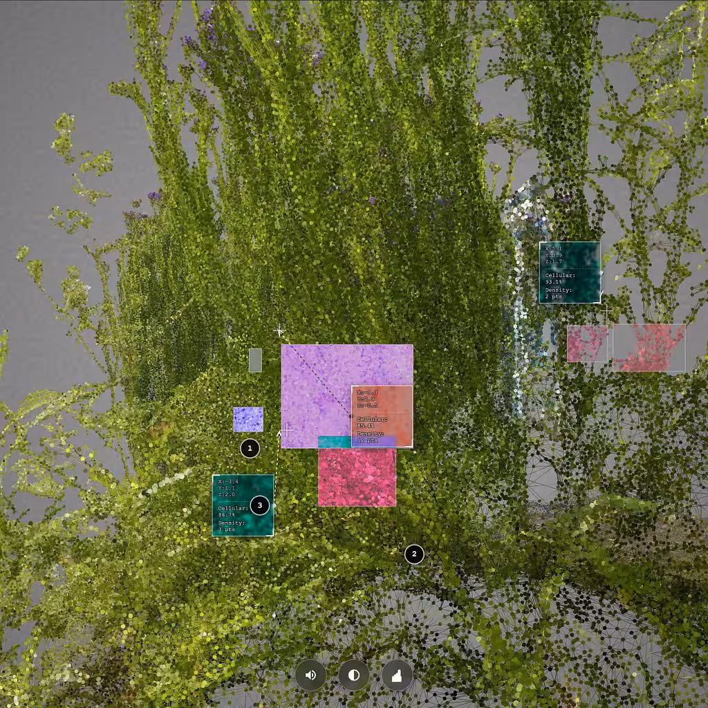 𝘓𝘪𝘮𝘰𝘯𝘪𝘶𝘮 𝘚𝘪𝘯𝘶𝘢𝘵𝘶𝘮
