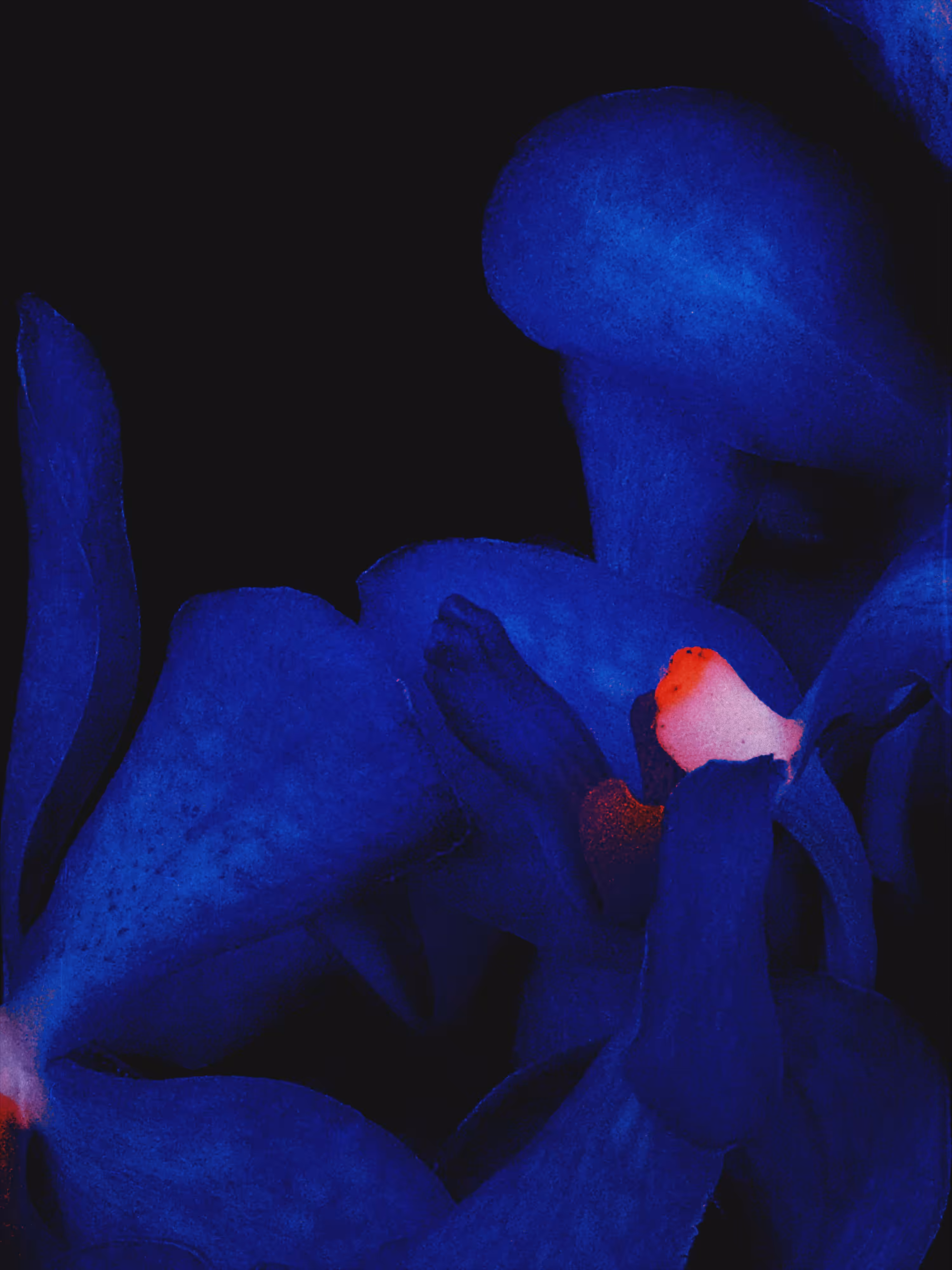 Rodeo post #545: NEON II