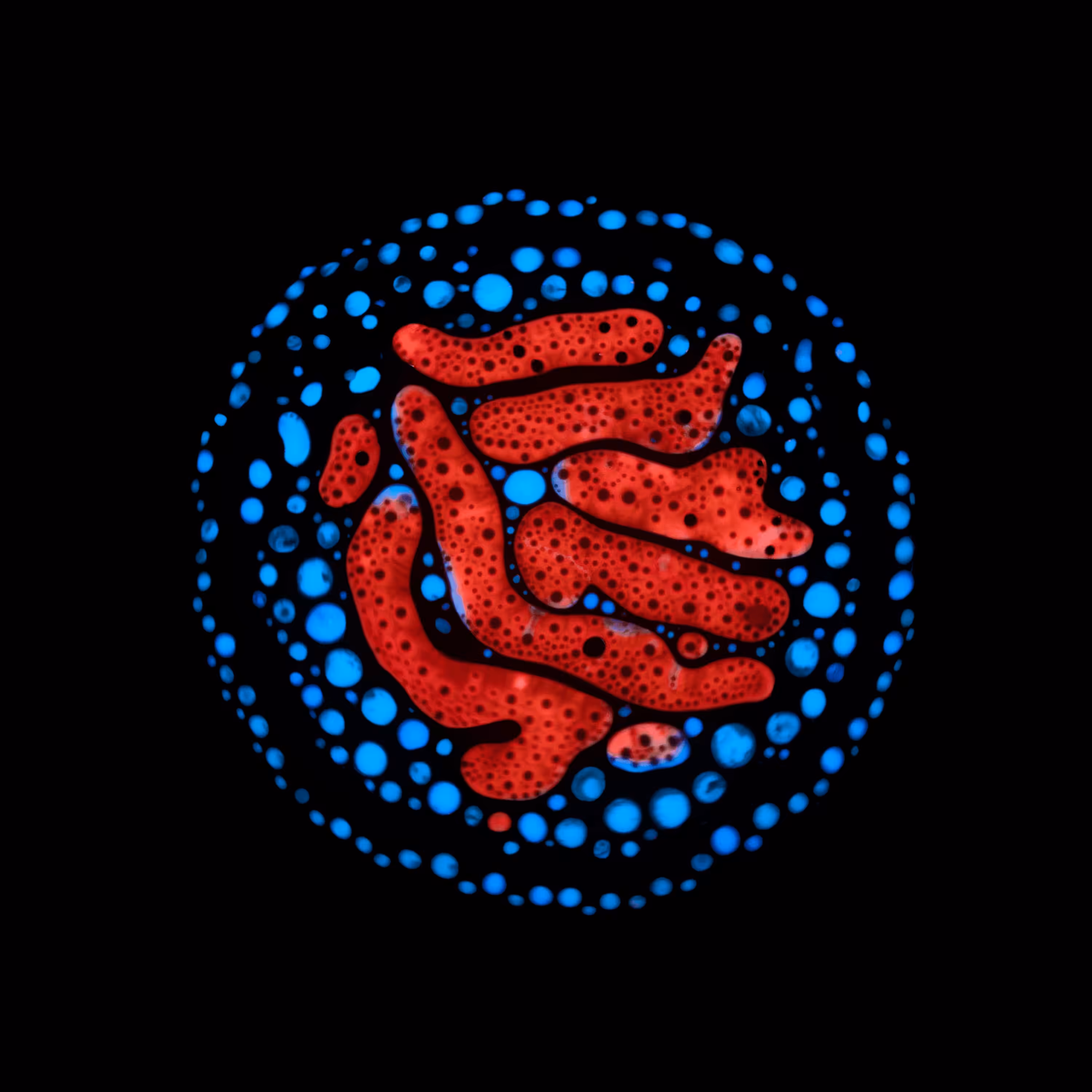 Haematopoiesis #38