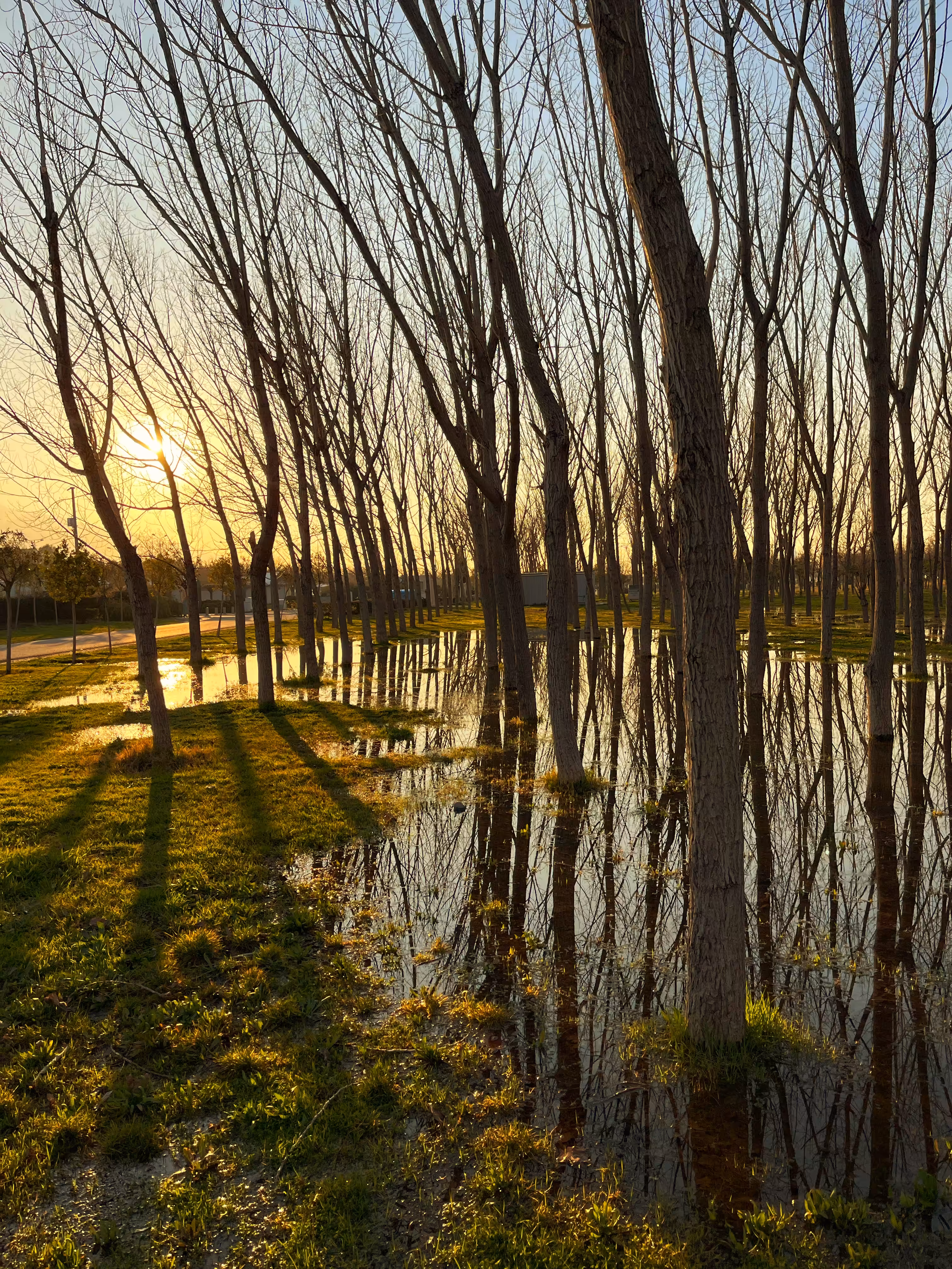 Reflections of a Golden Dusk