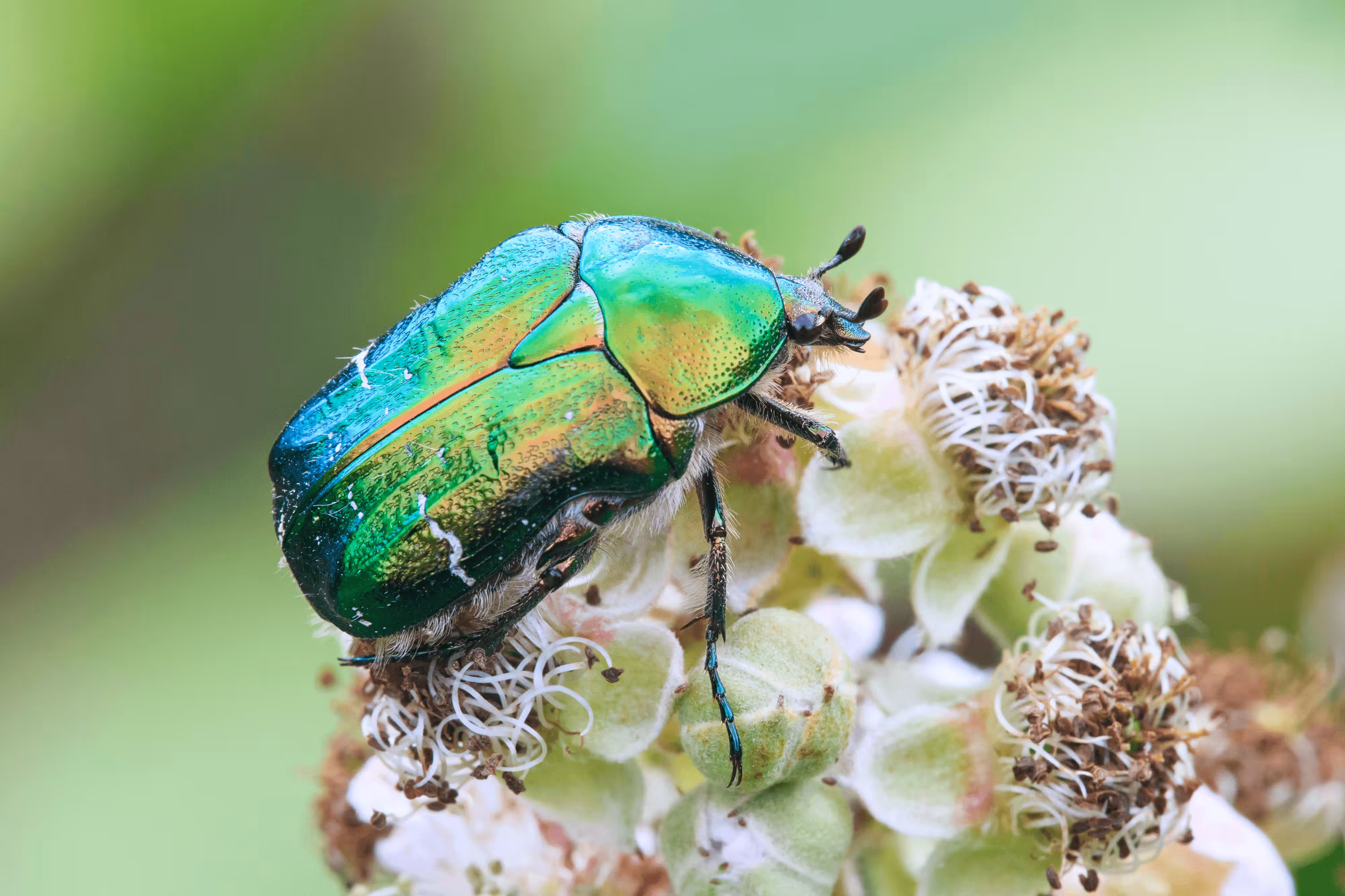 Rose Chafer