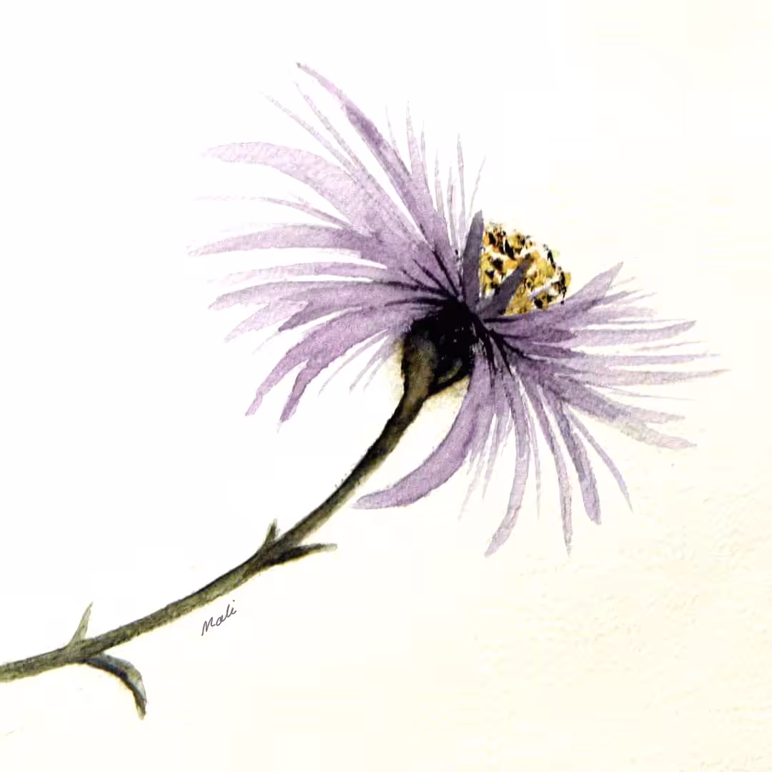 Violet 