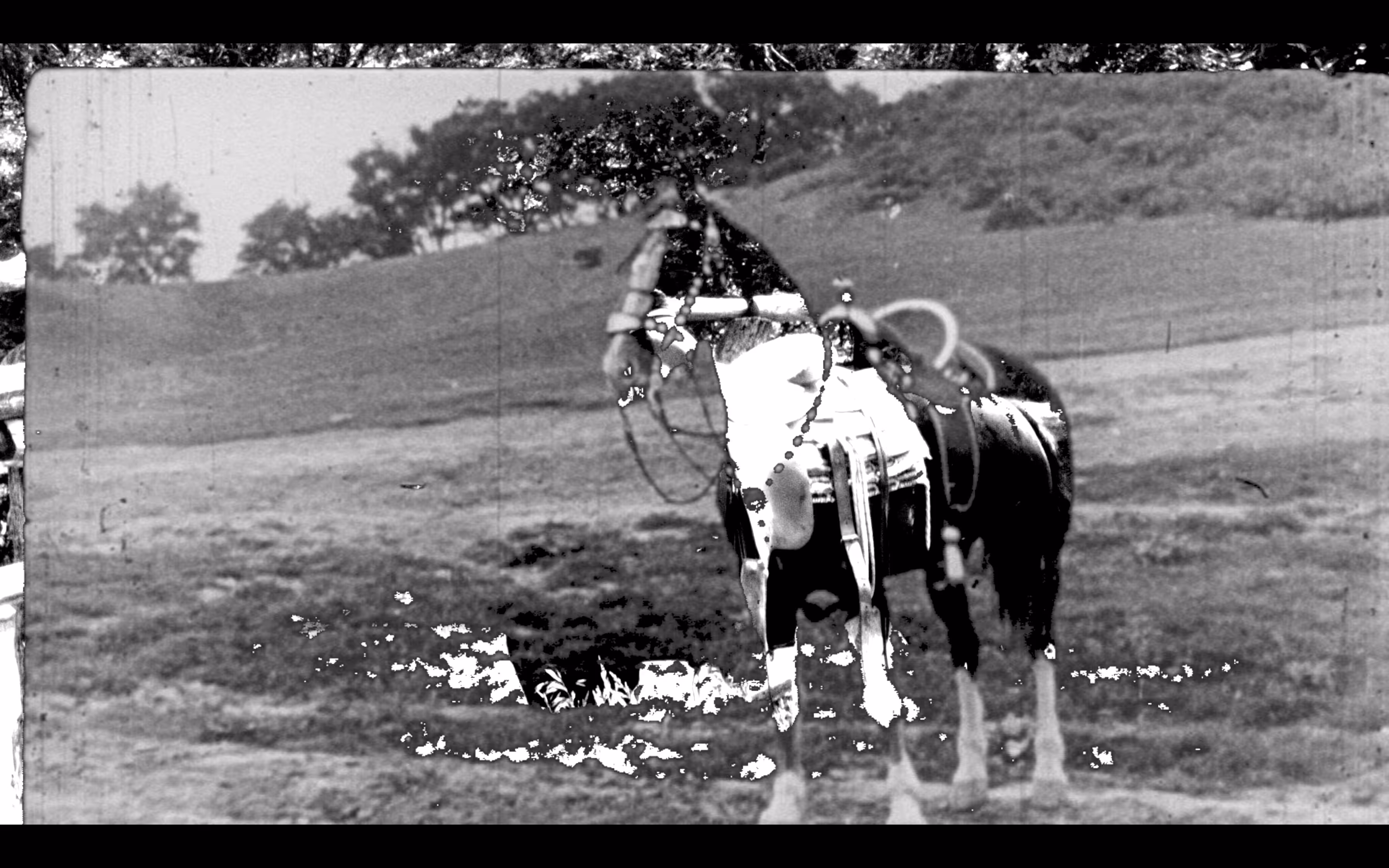 her Horse, alone