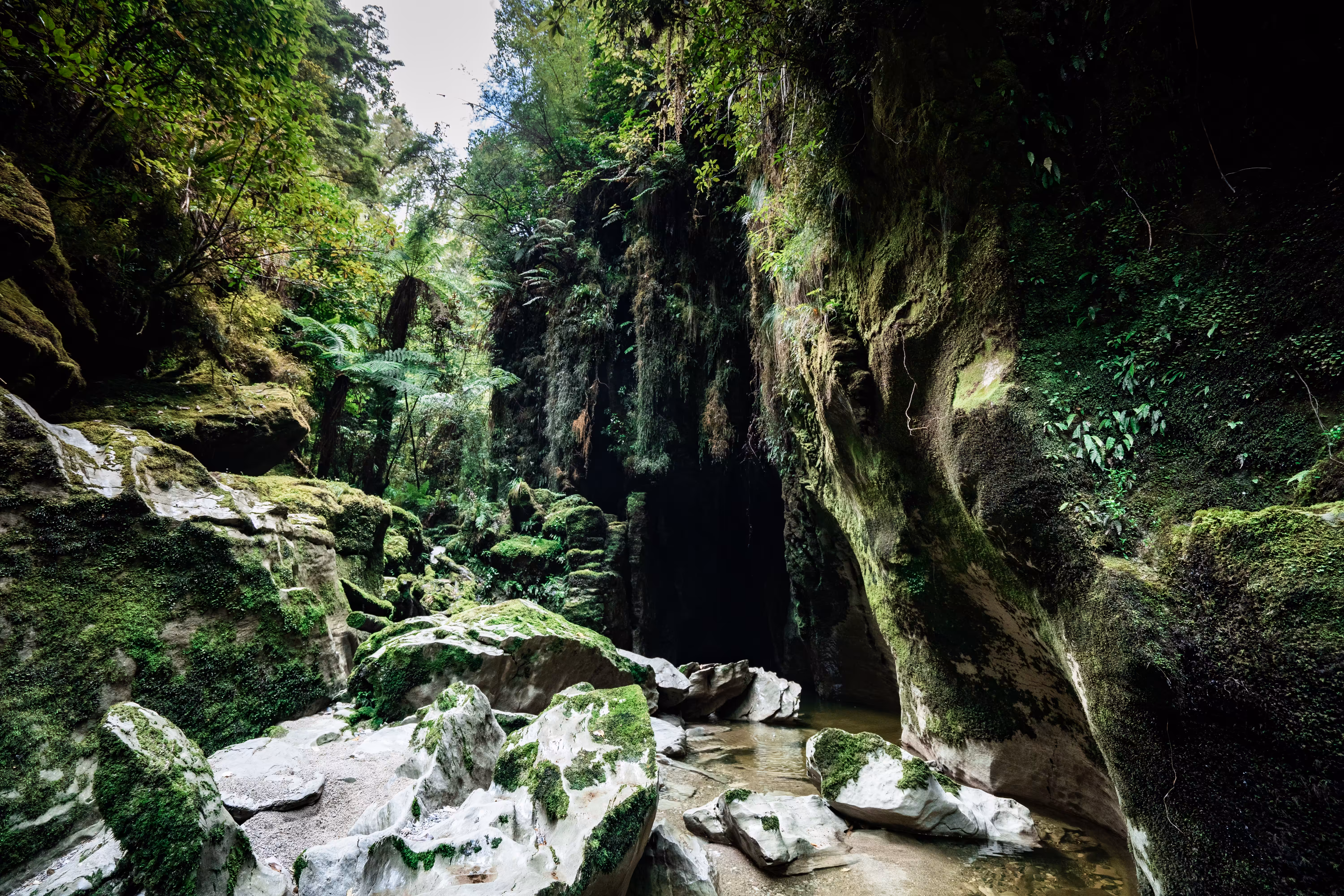Punakaiki_Wha