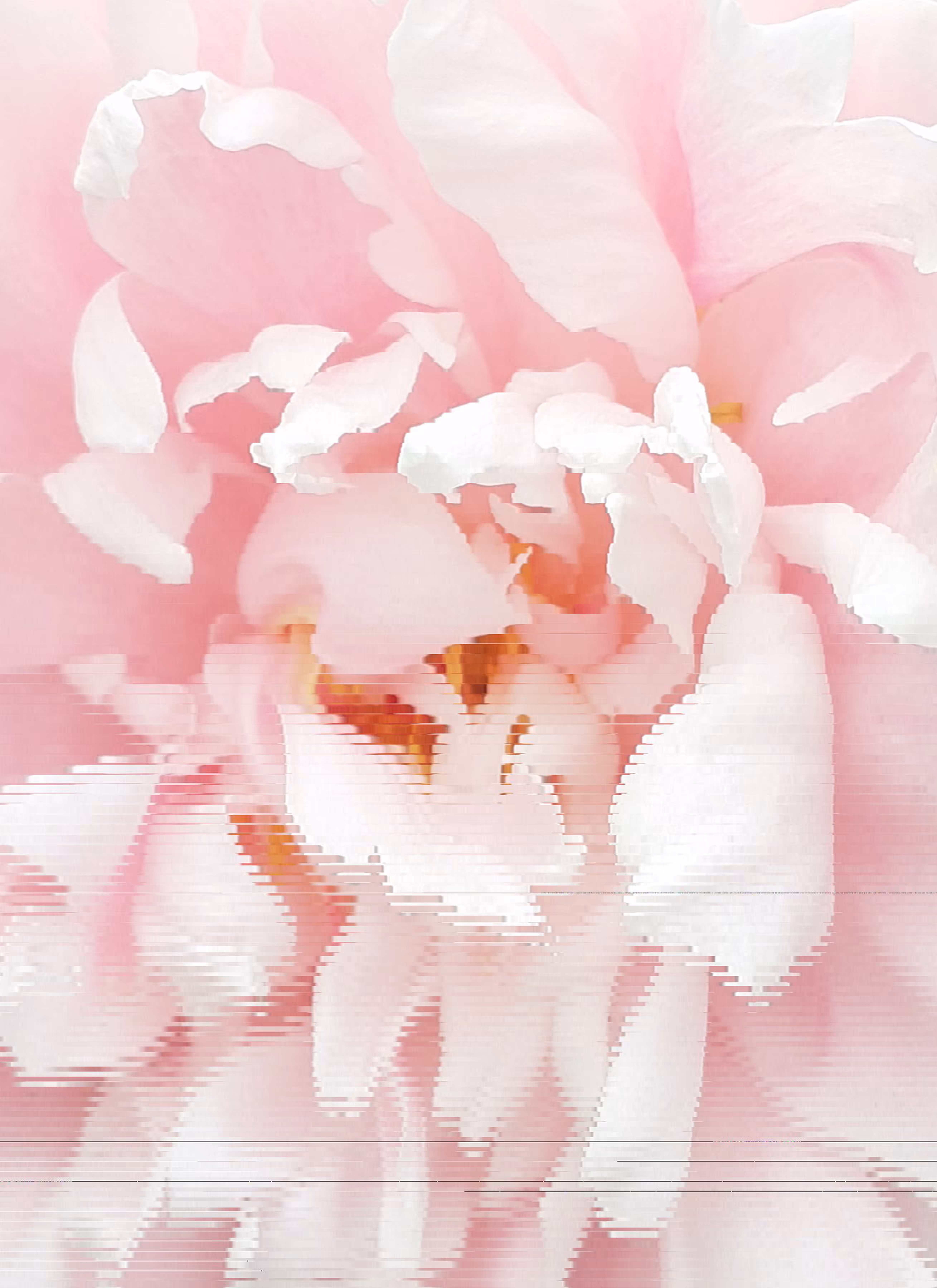 Apricot Blossom Design