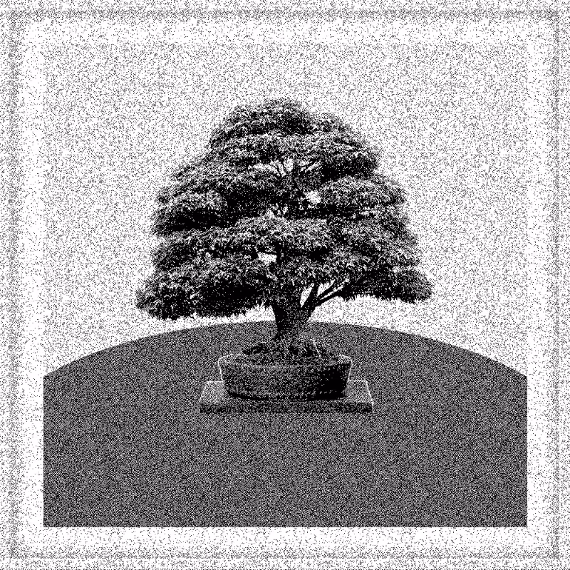 Bonsai Bonanza #887