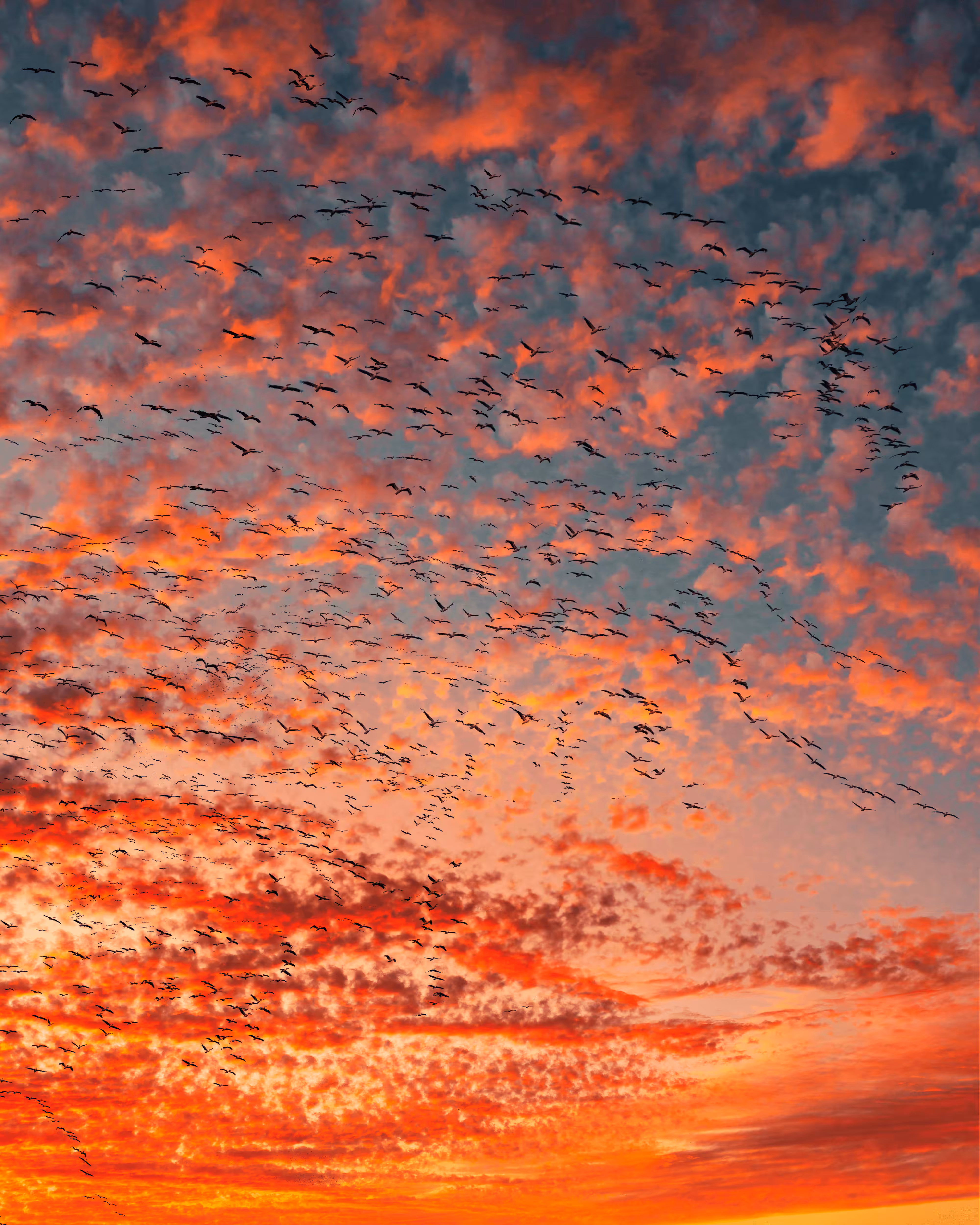 Flock of Us #5