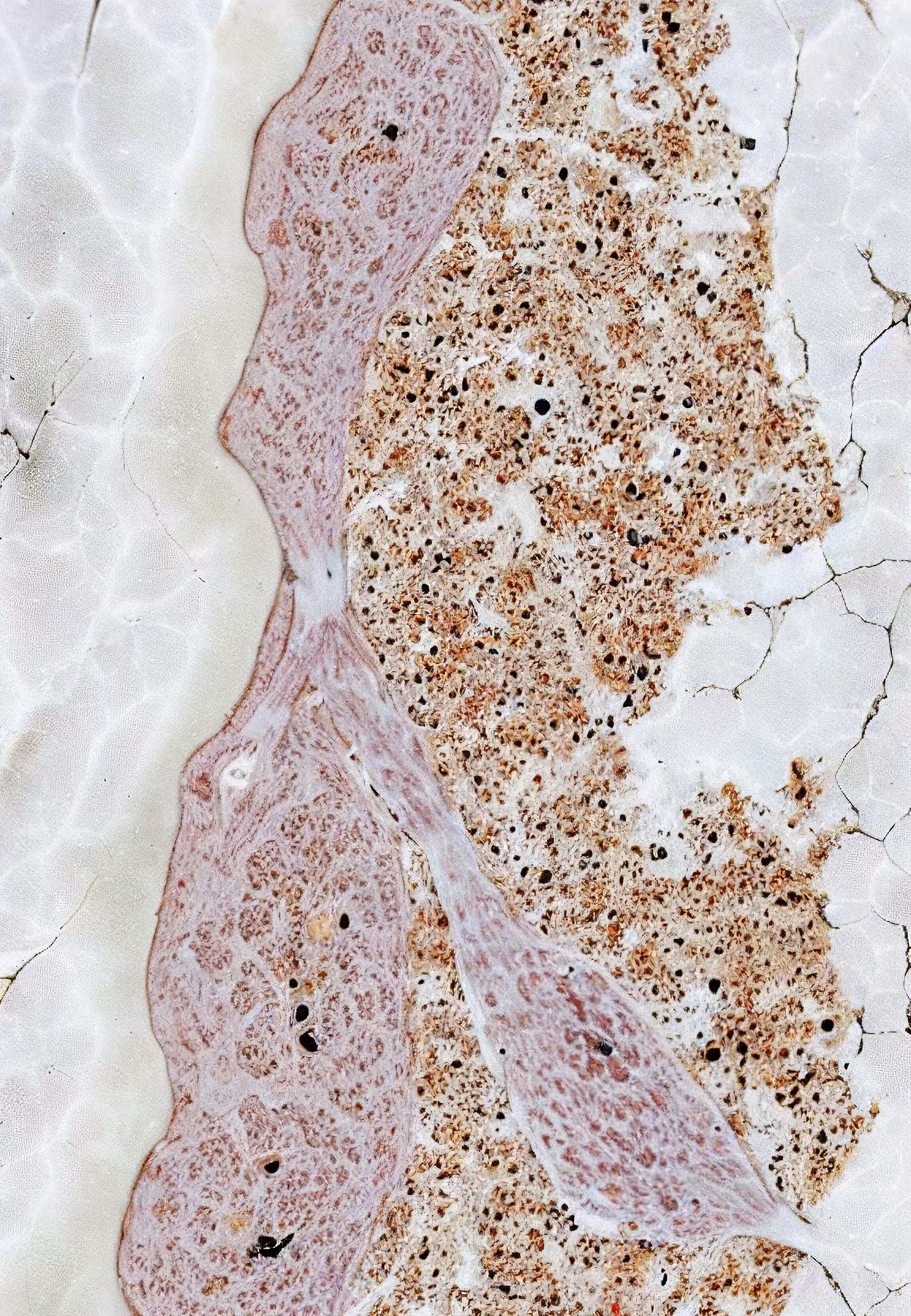 Histologia In Silico #129