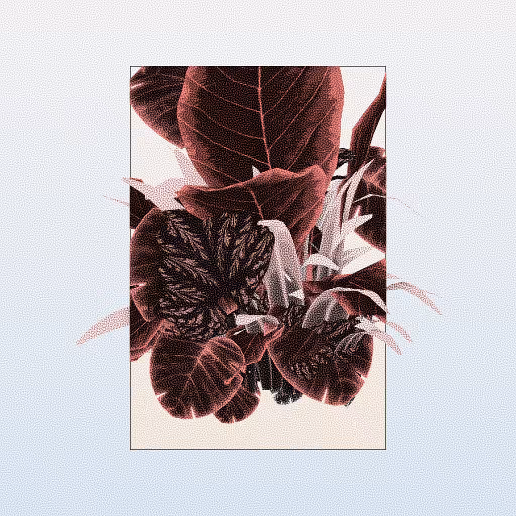 Botany #53
