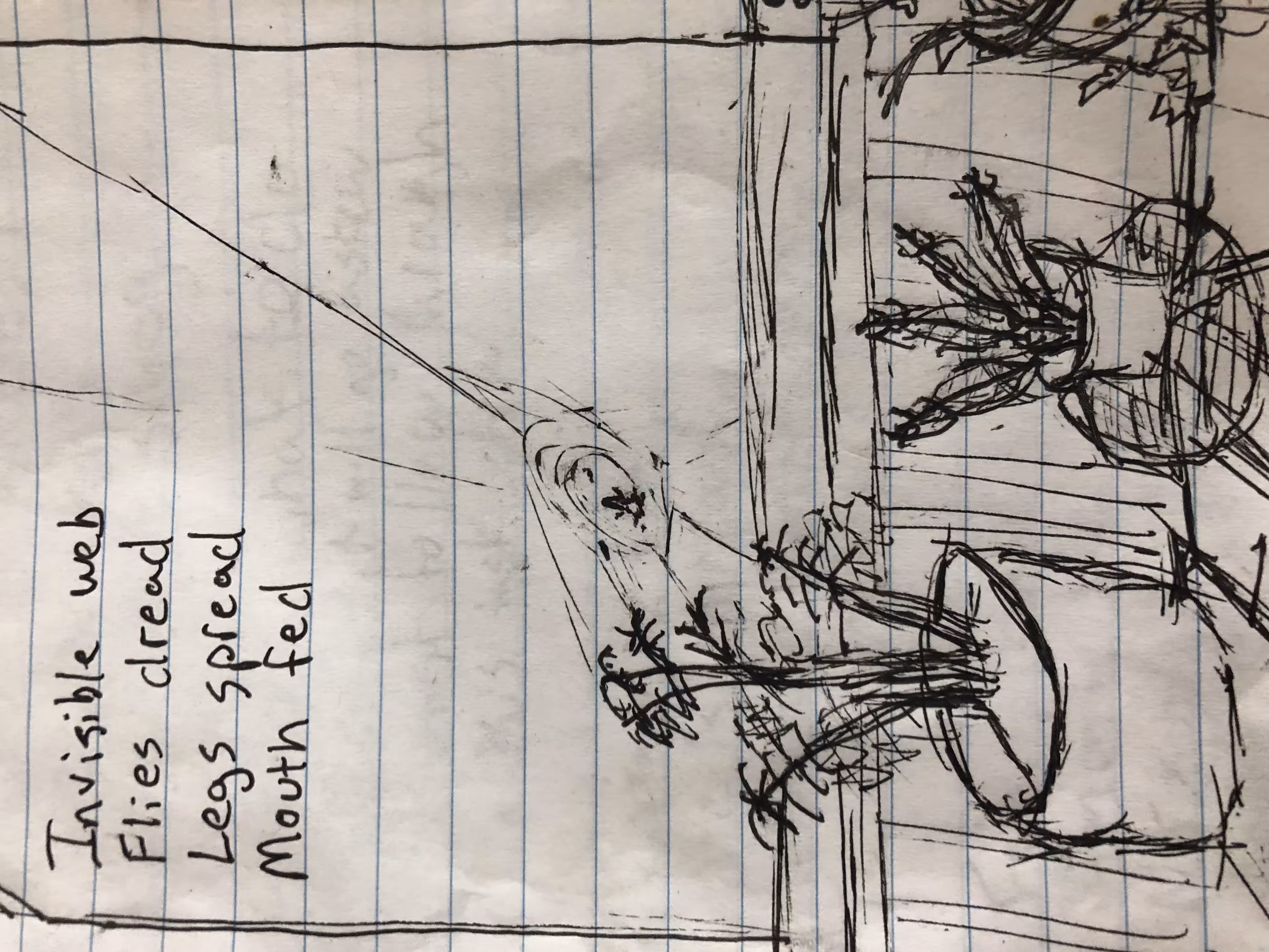 Spiders Web