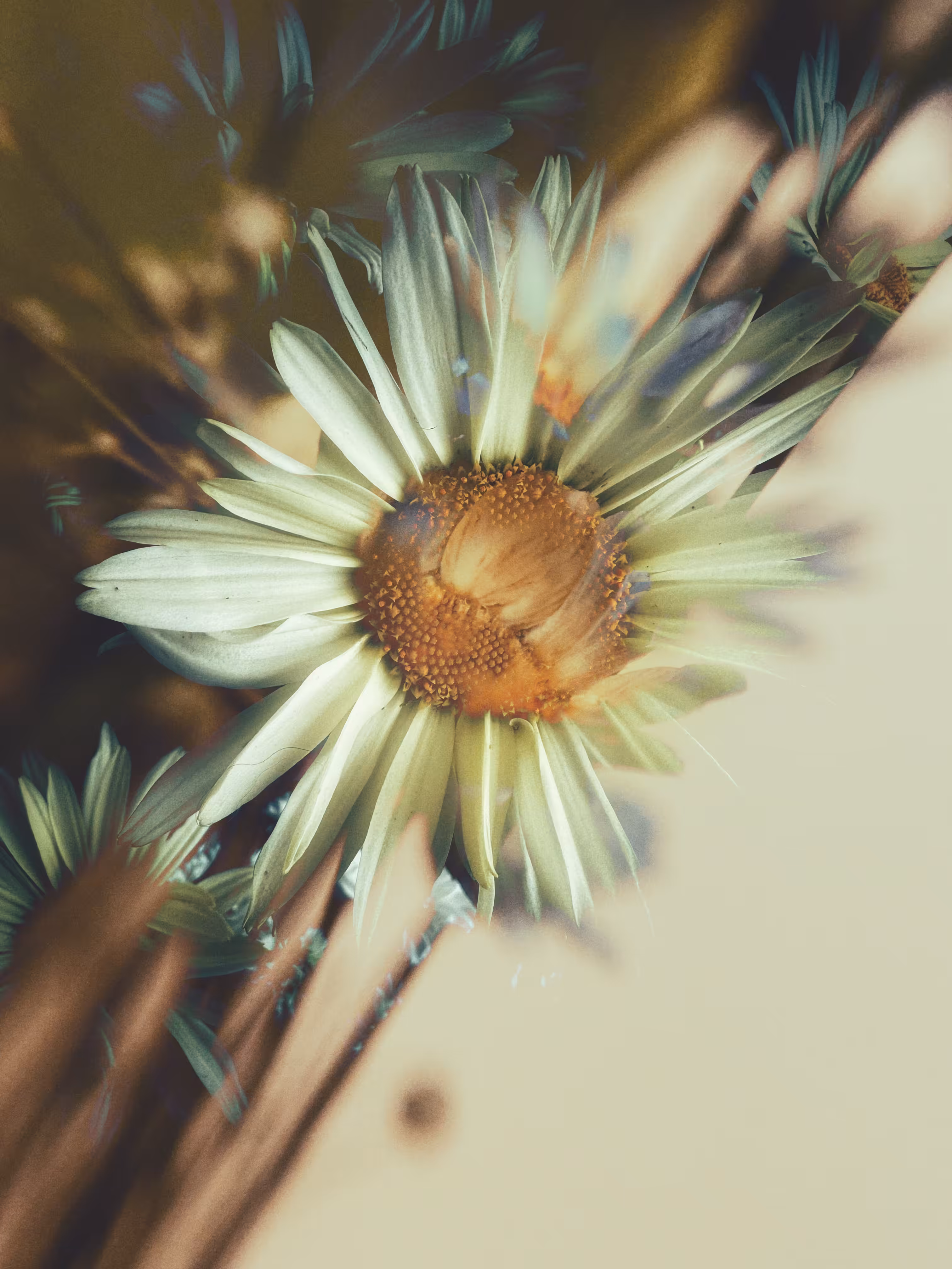 Daisied & Confused