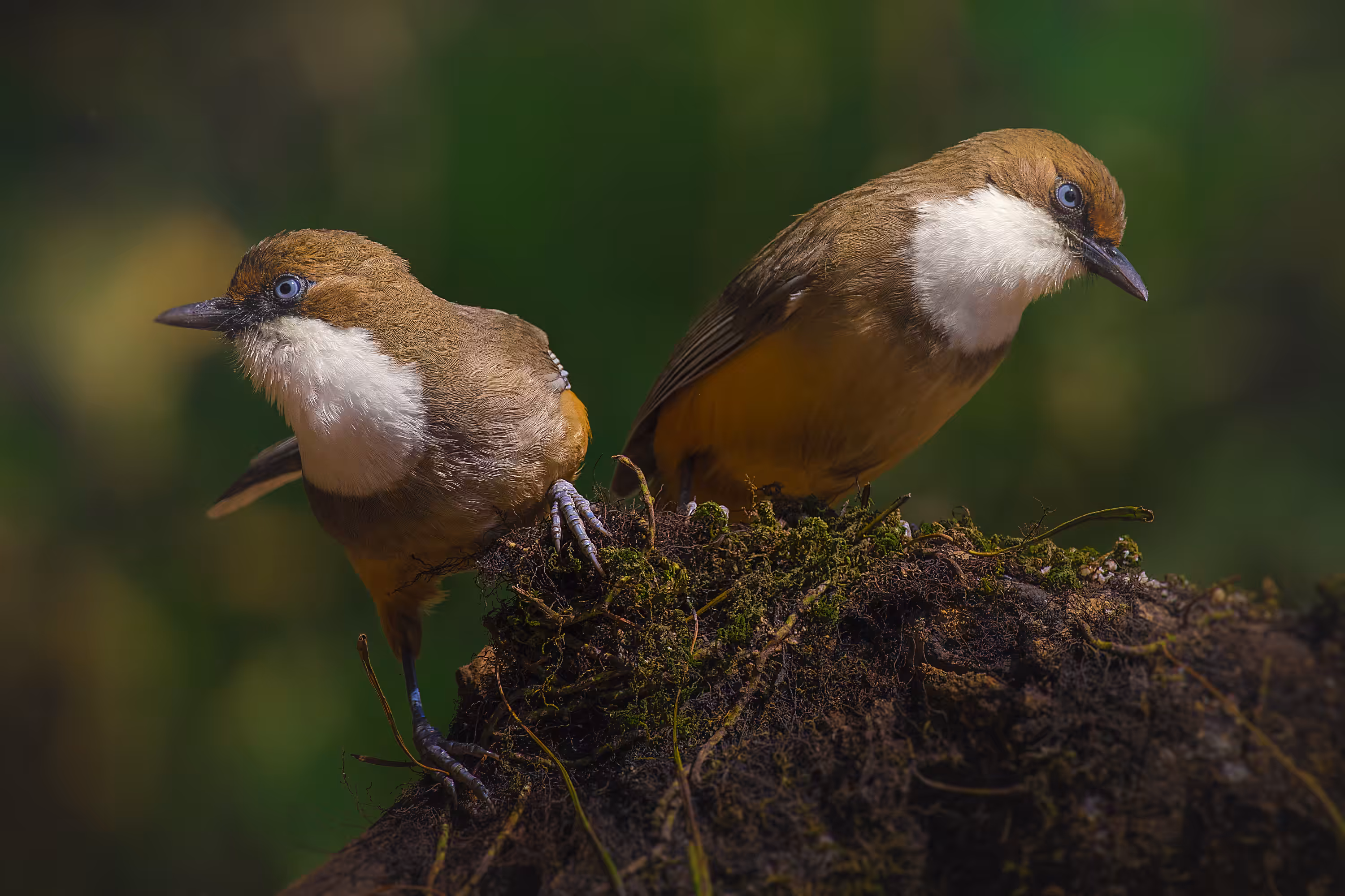 White Throated Laughing Thrush
