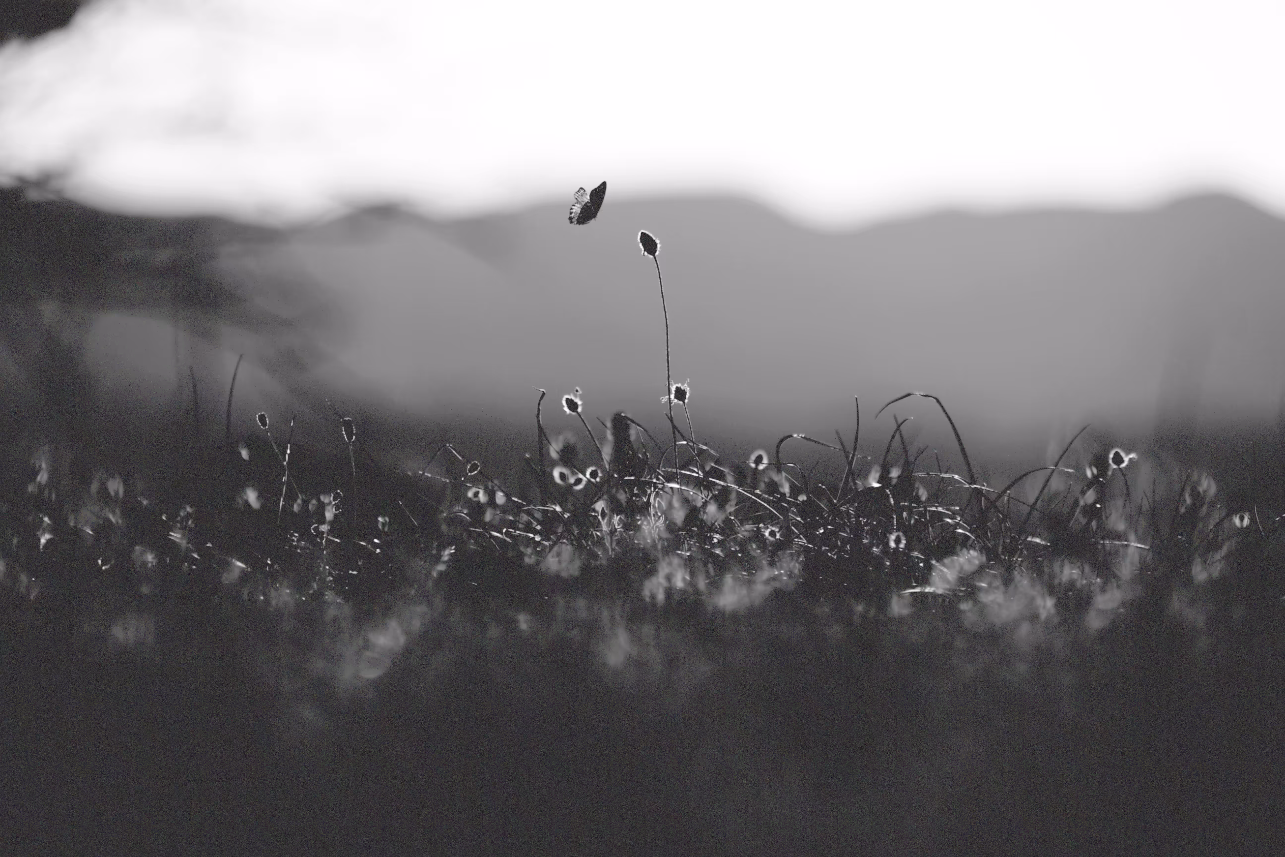 Caress