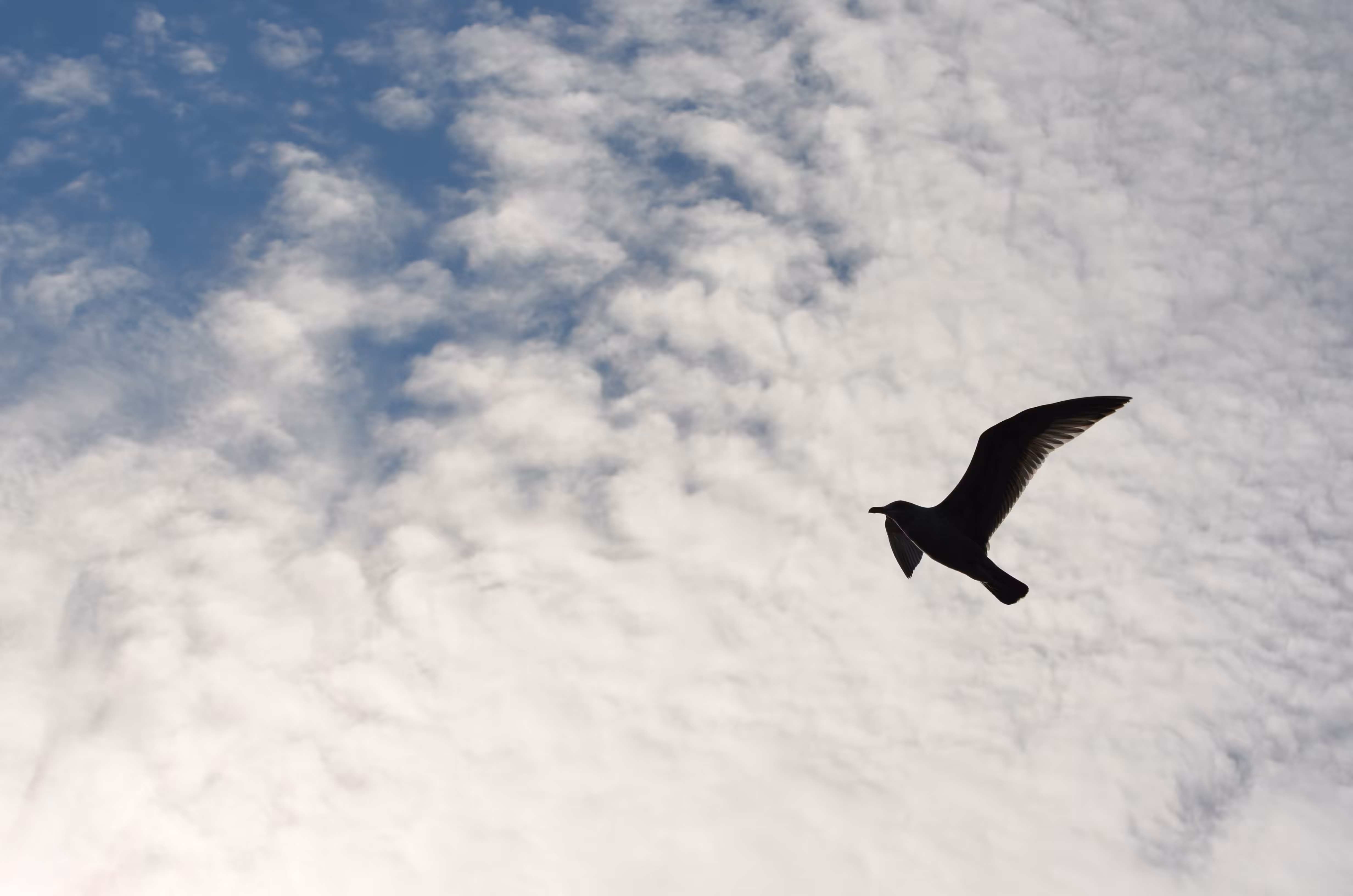 Freedom