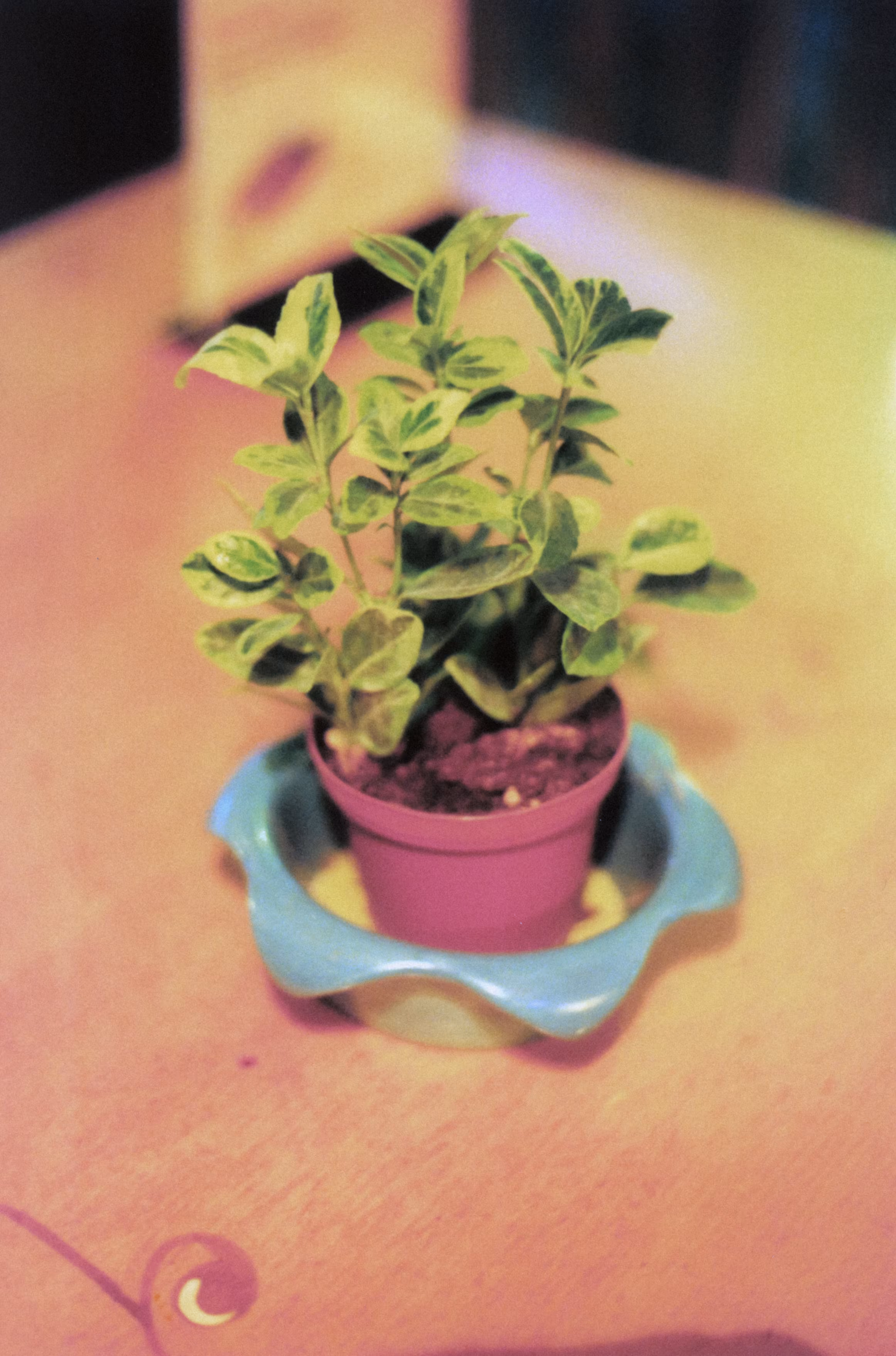 Inevitable Frames: Little Pot of Life