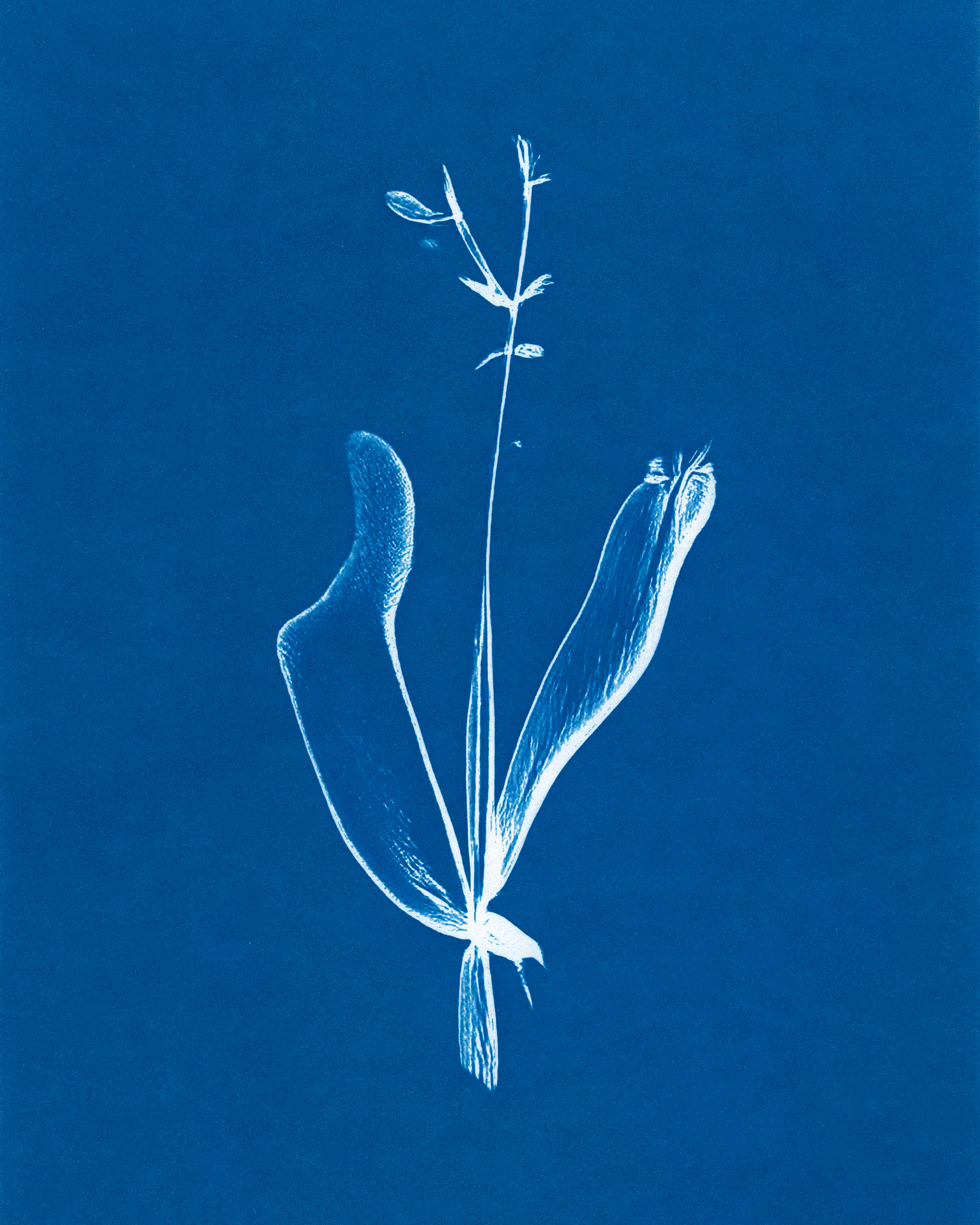 In Translation #3 by Claudia Pawlak