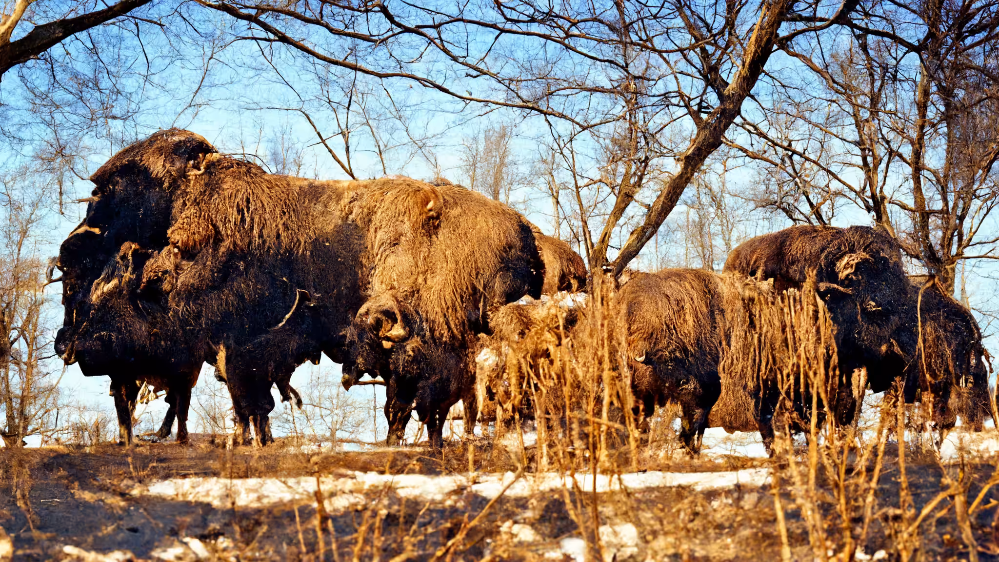 FAKE BUFFALO