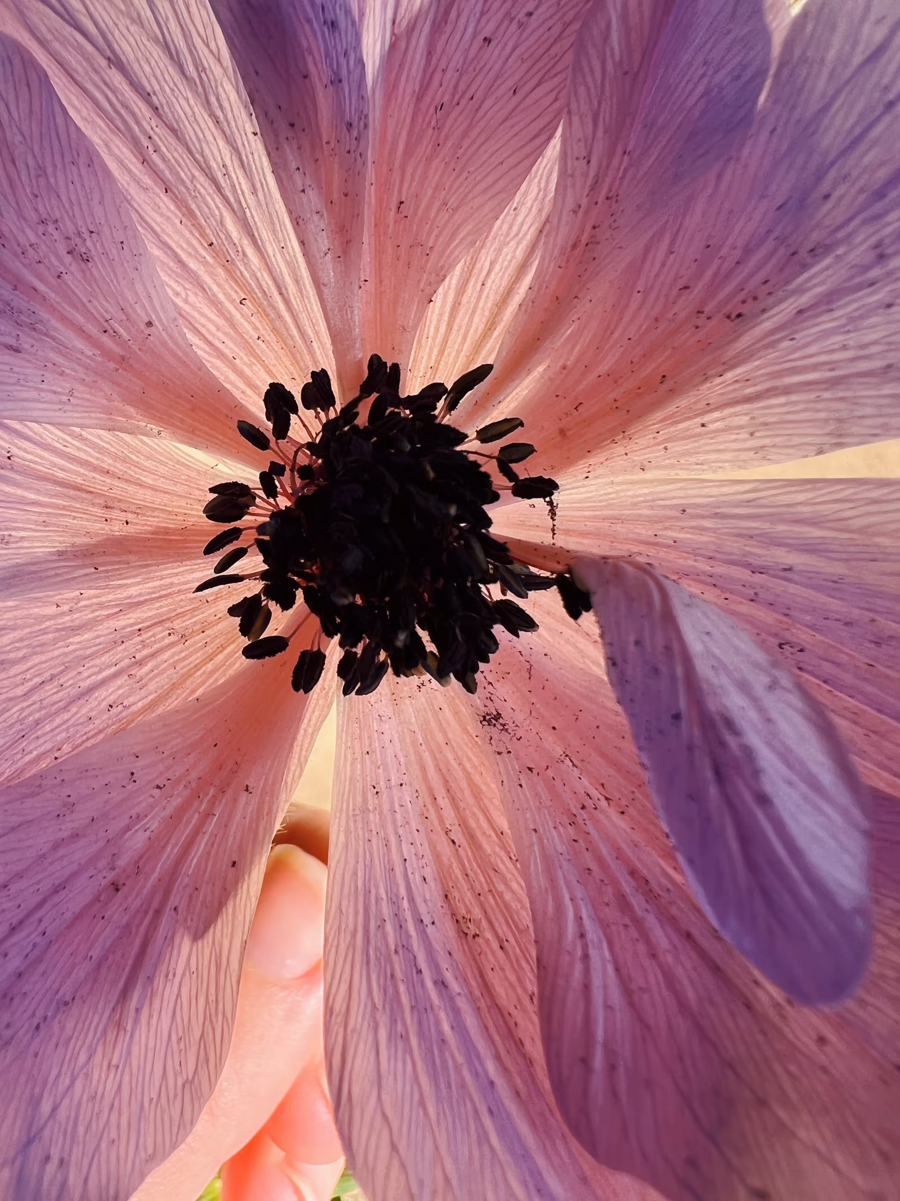 poppy anenome