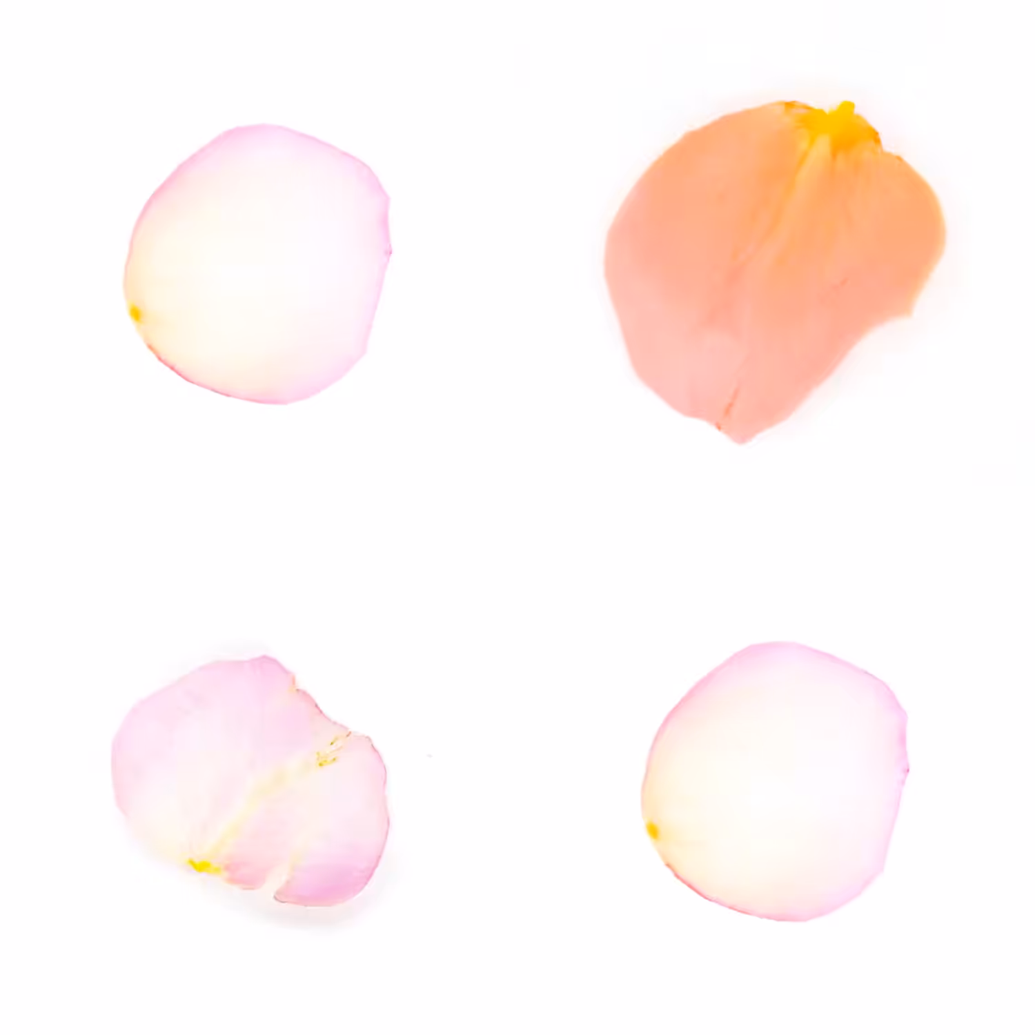 Infinite Petals 2x2#4139