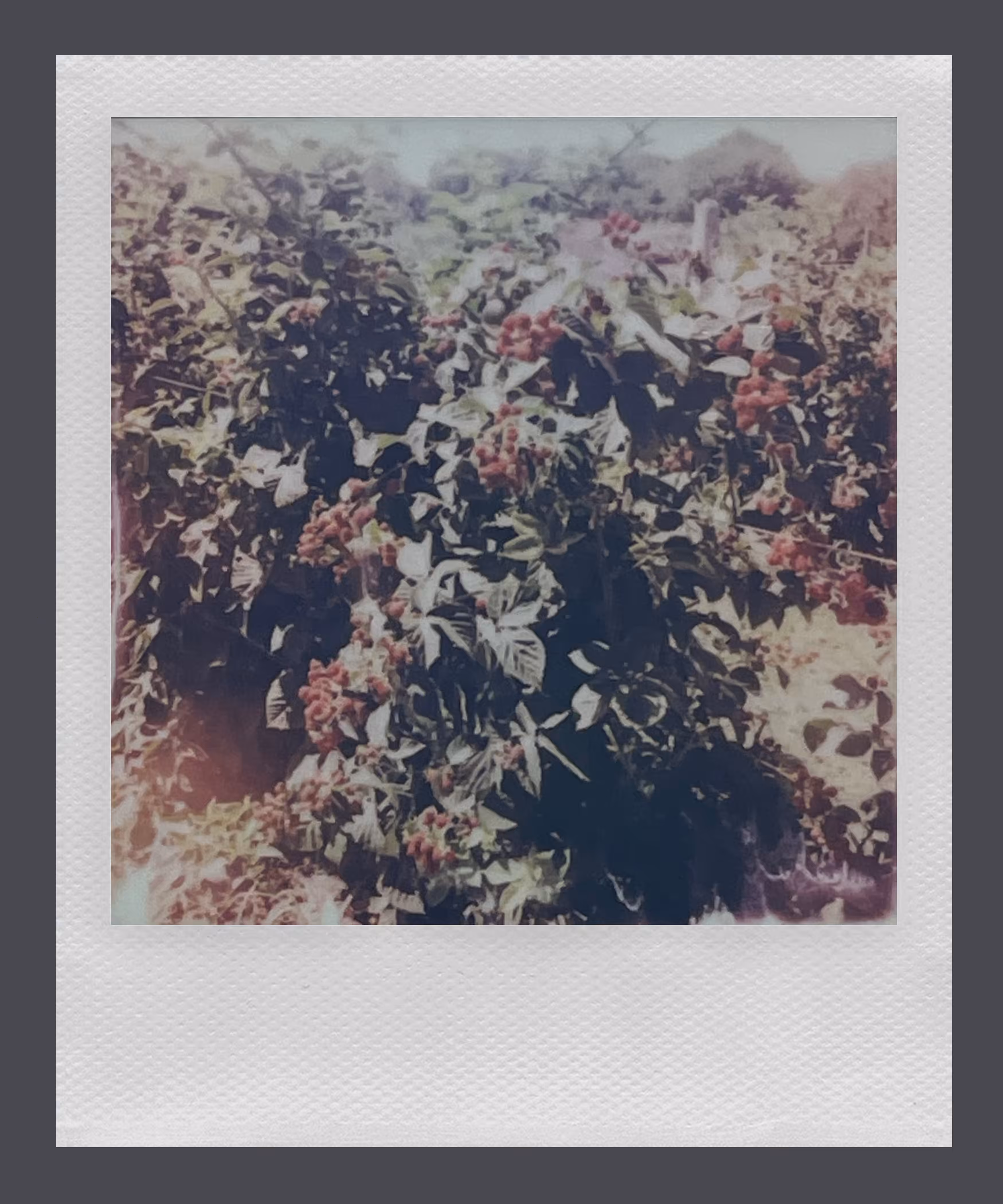 Polaroid 2/8