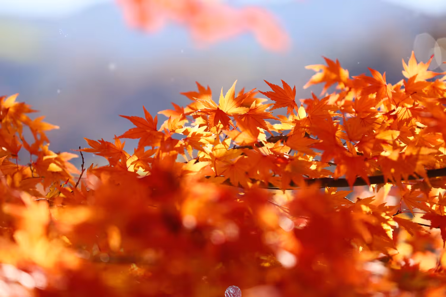 Among the Leaves