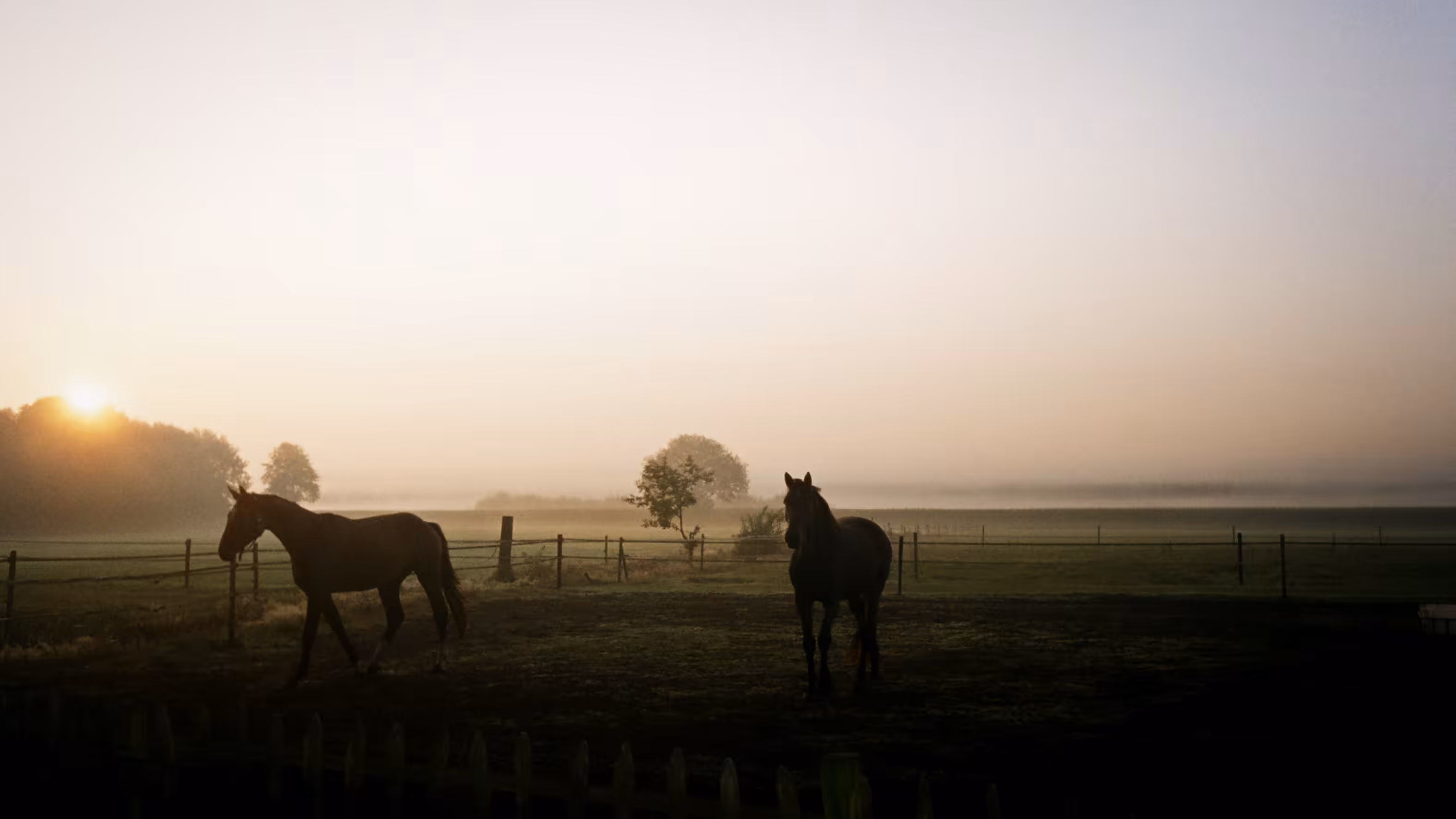 Horses wake up early (II)
