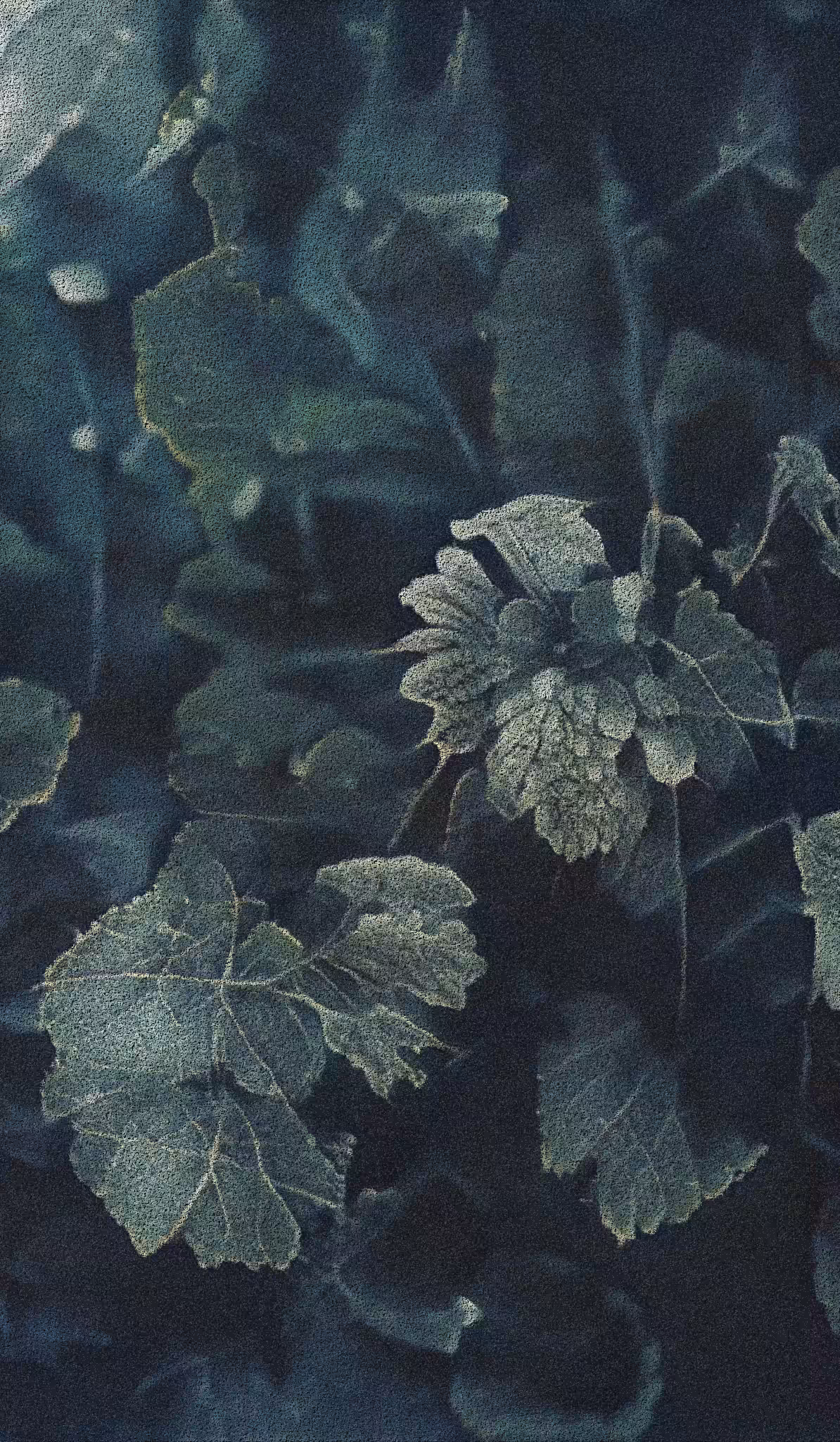 APPARATUS-VITIS: Apparatus Vitis #54