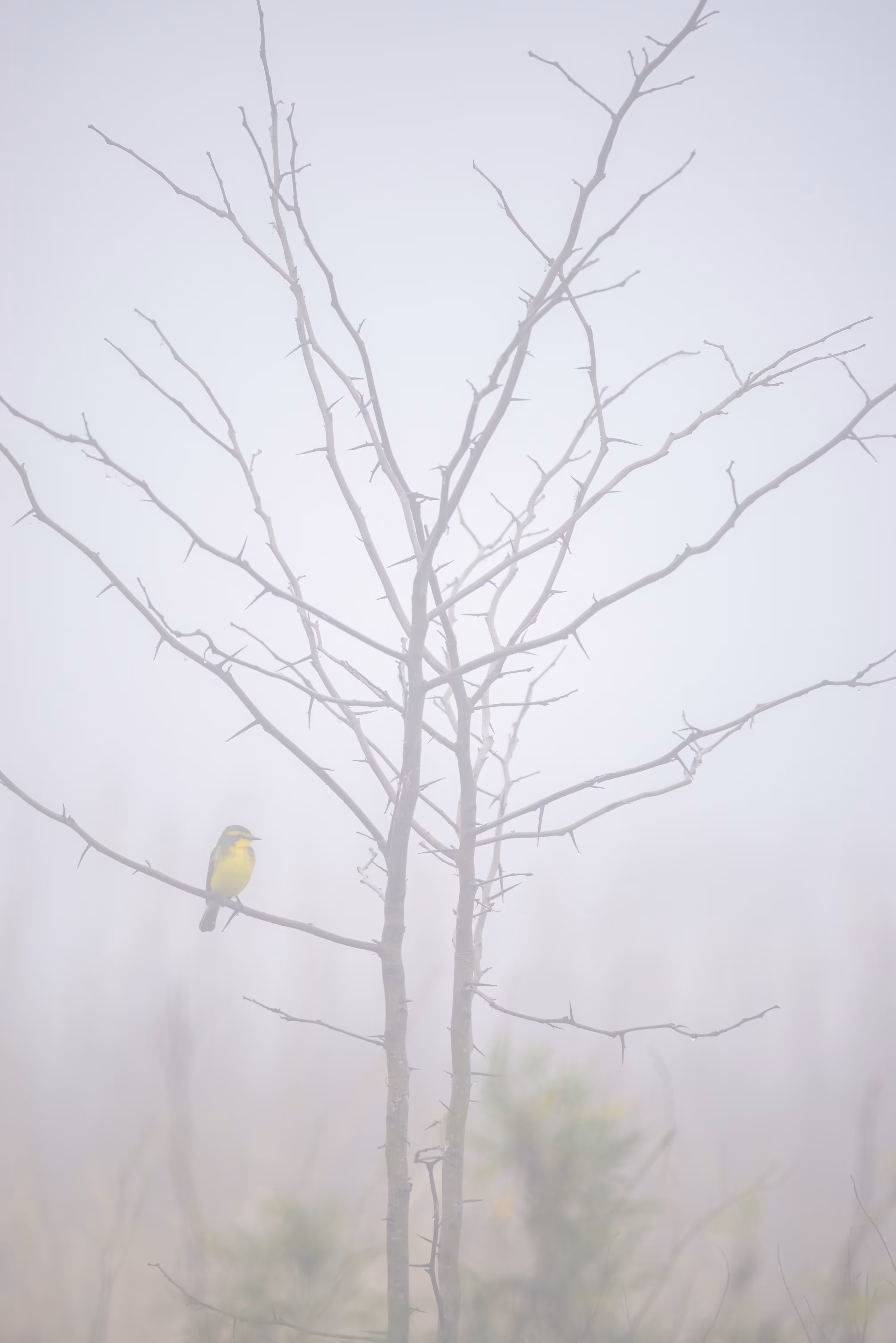Foggy Mornings: The Autumn Traveller