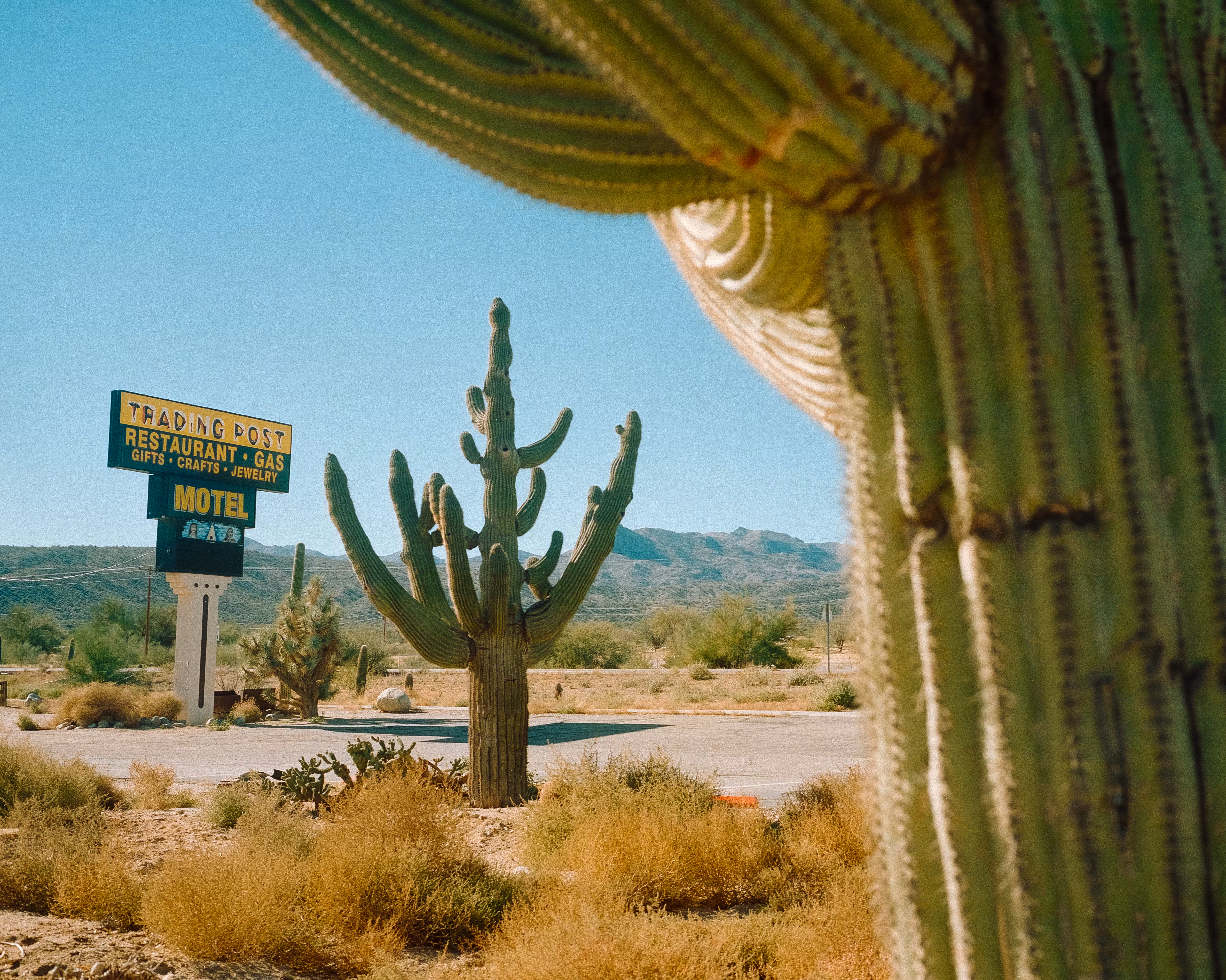 Framing Saguaros