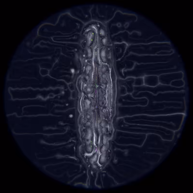 Ethereal Microcosm #66