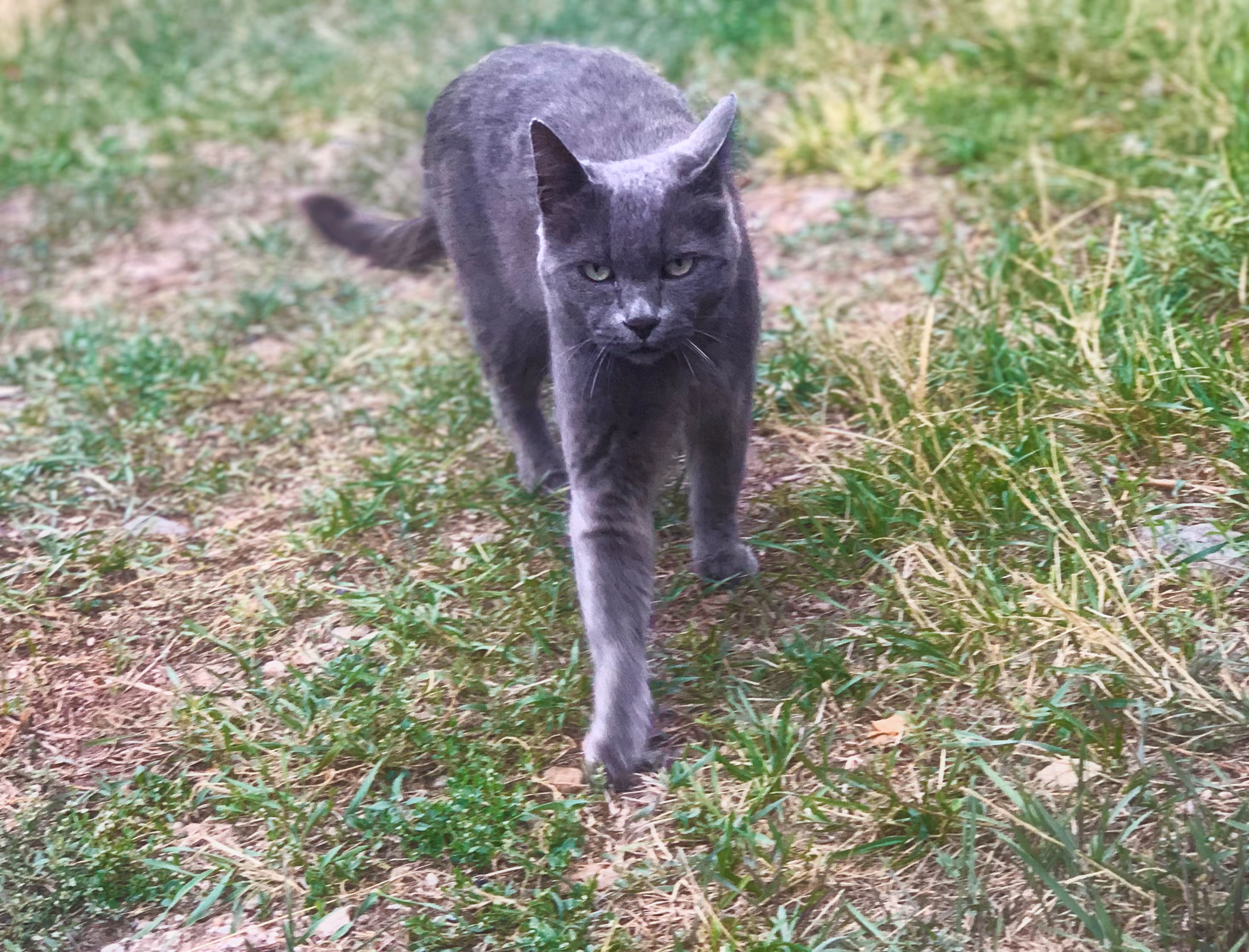 The Adventures of Kitty