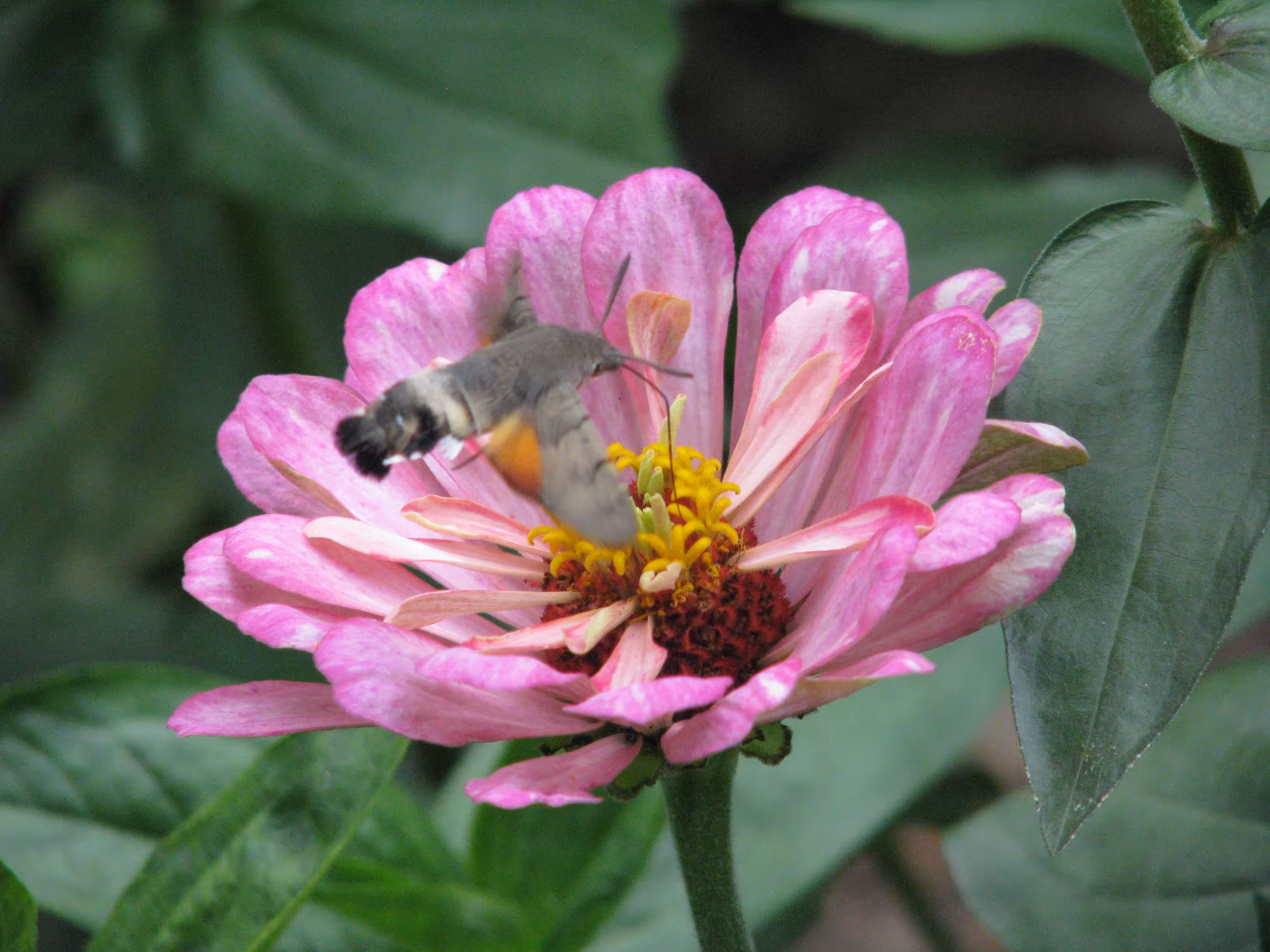 hummingbird moth in avala
