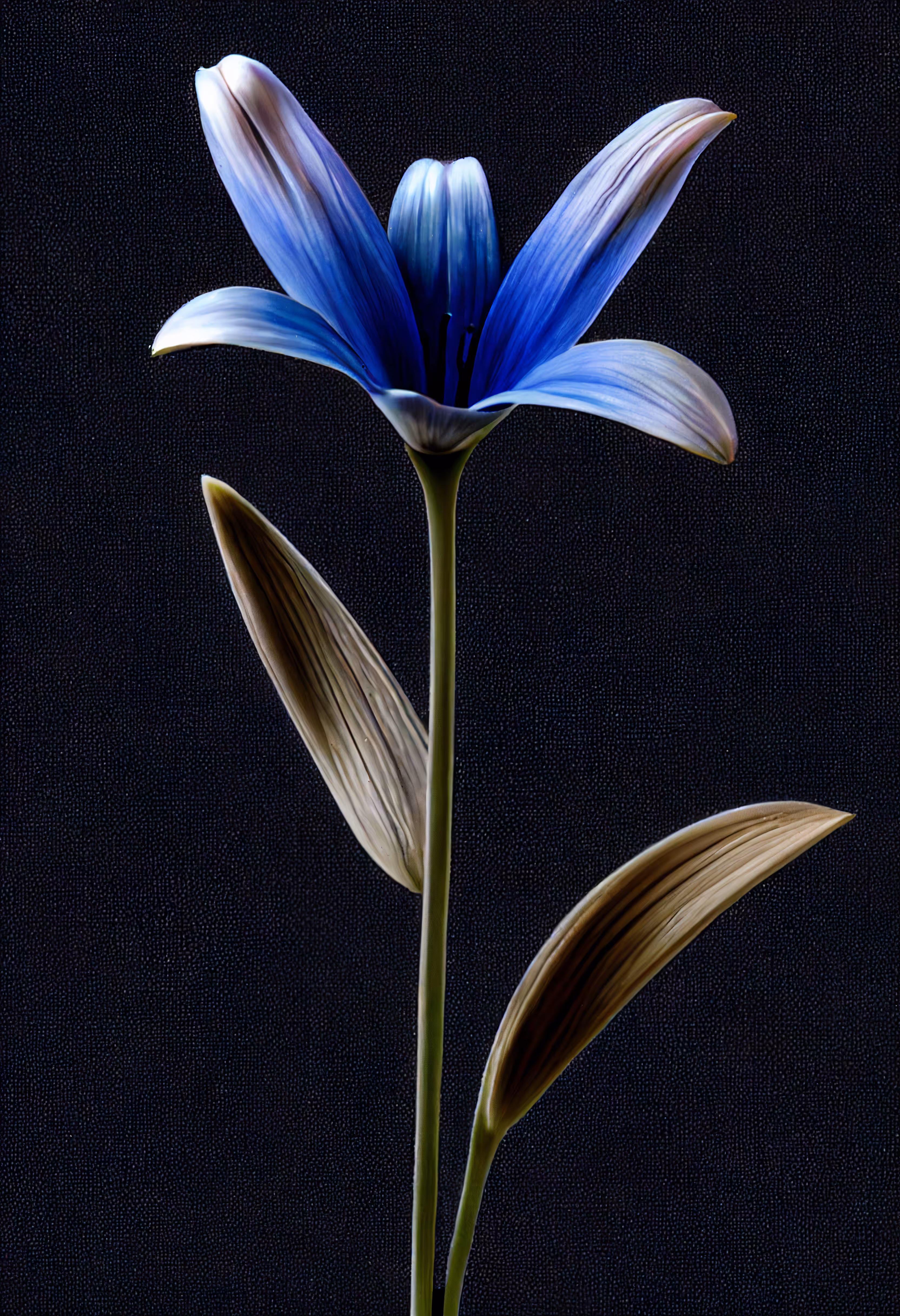 A Flower, Just For You. #13