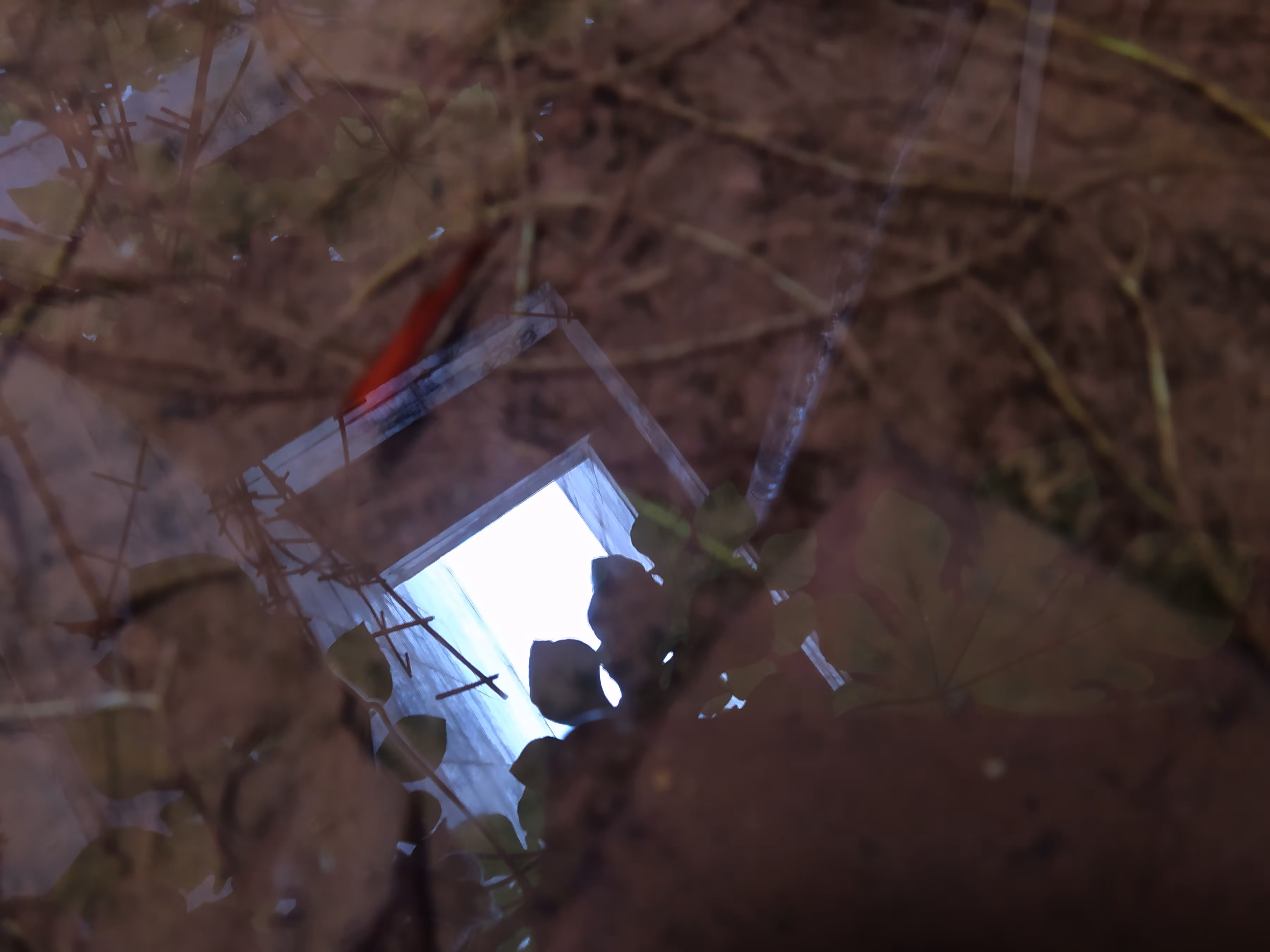 New Ecossistens- 1° 5 Red Fish